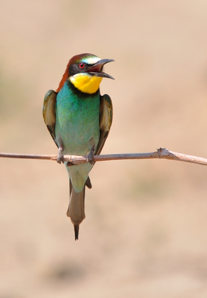 bee-eater