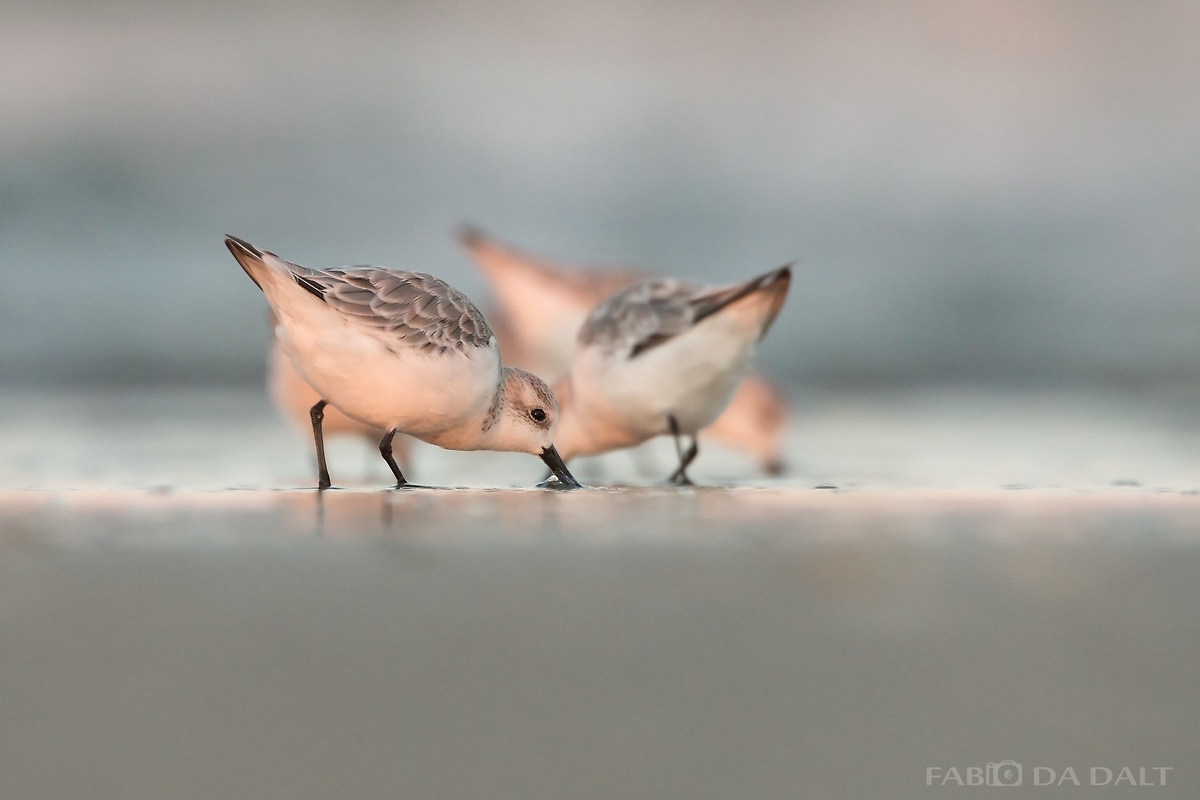 Sanderling