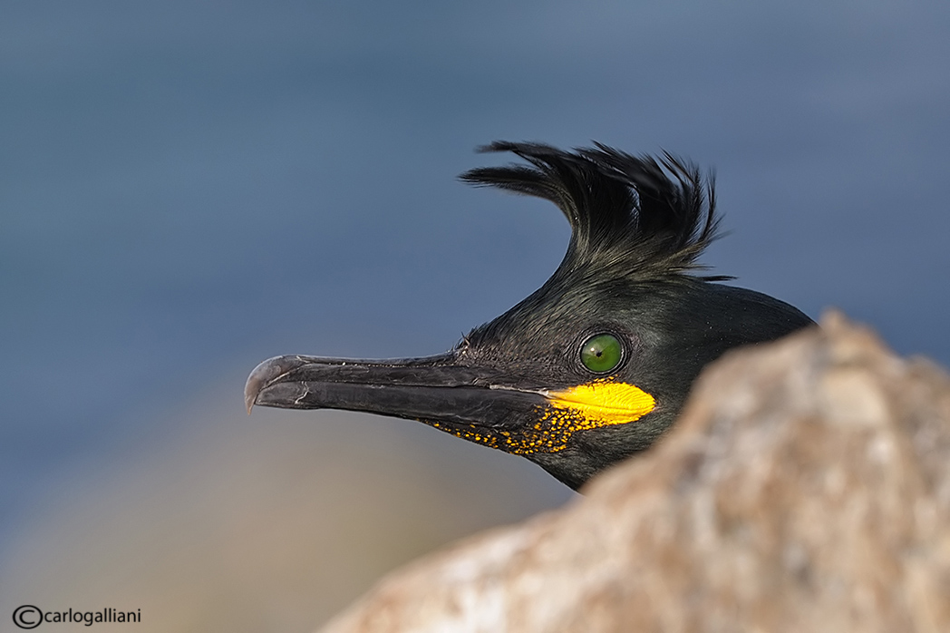 Portrait al marangone