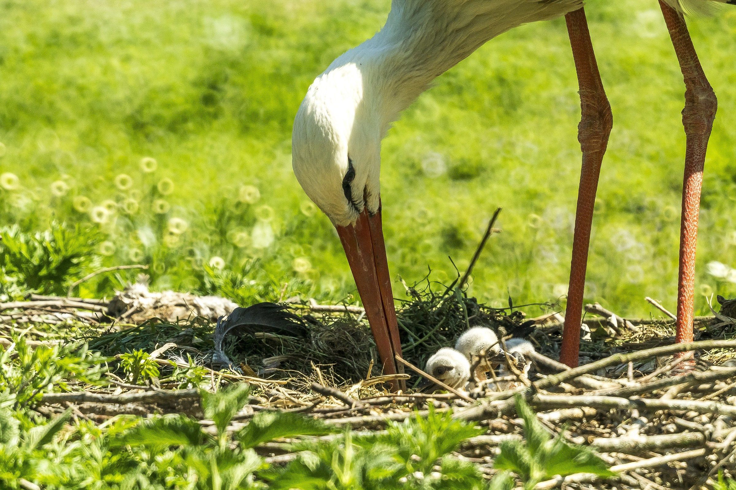 Stork - Reserve Racconigi