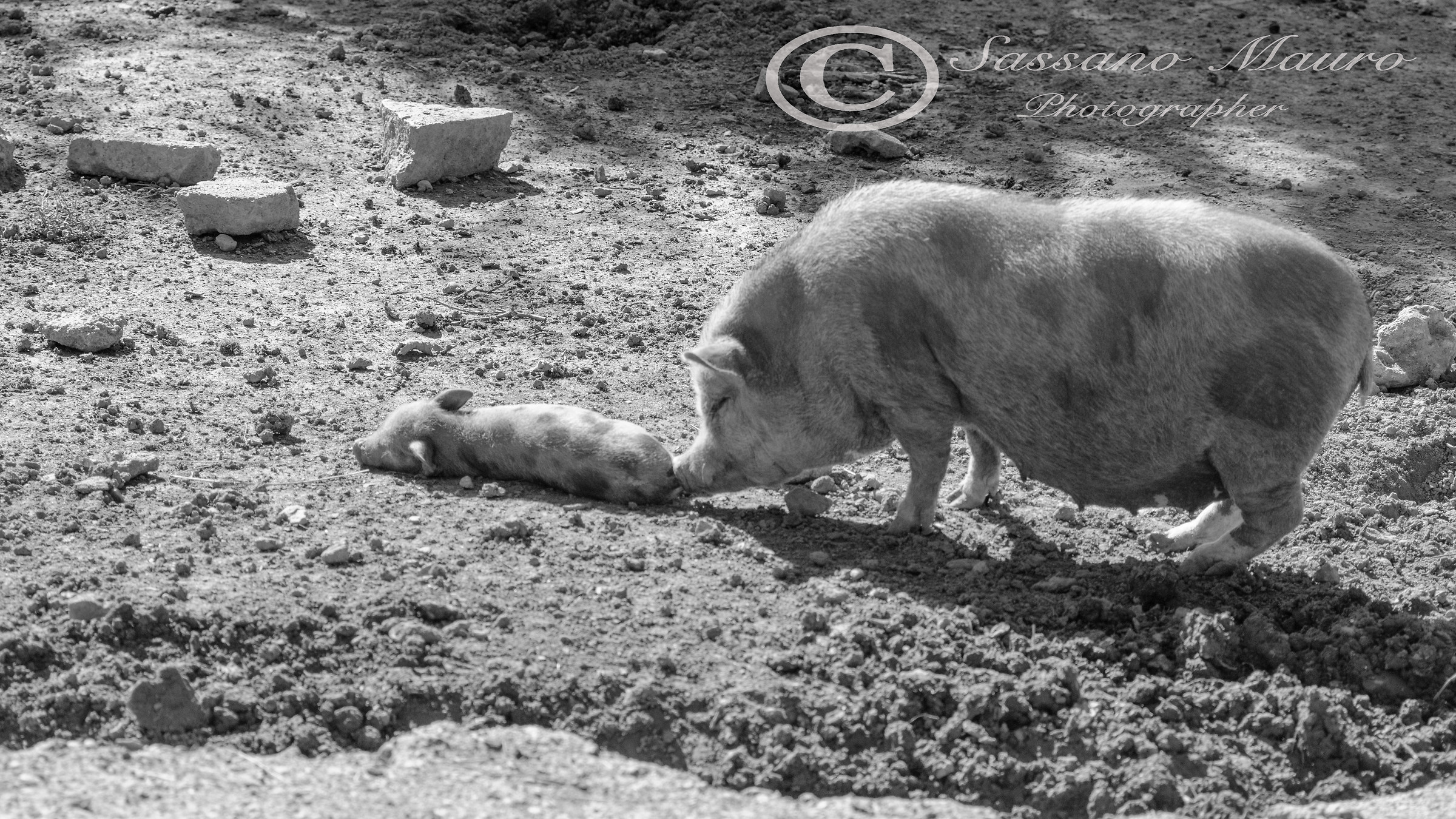La mamma e il suo porcellino