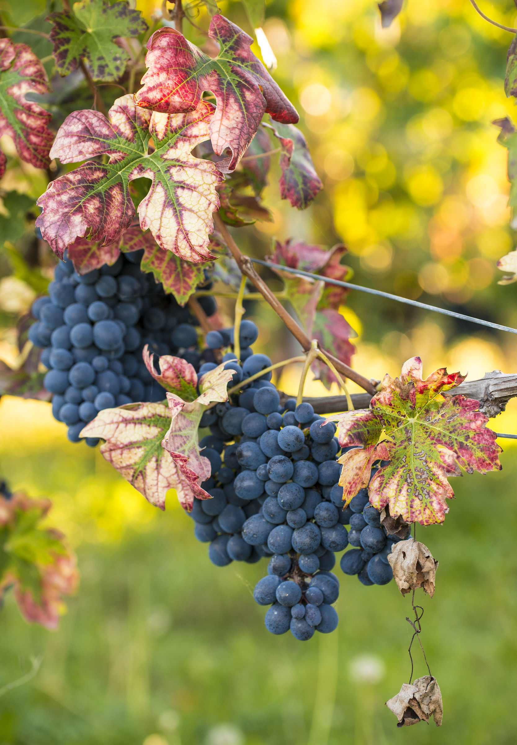 Sara' una grande annata!