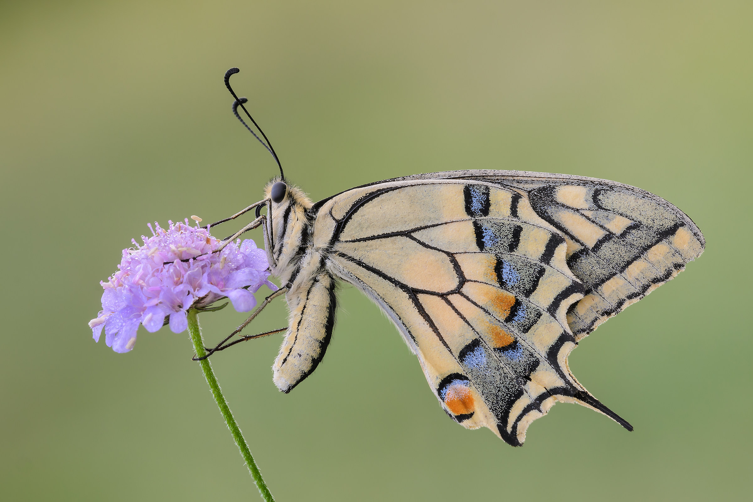 Papilio machaon