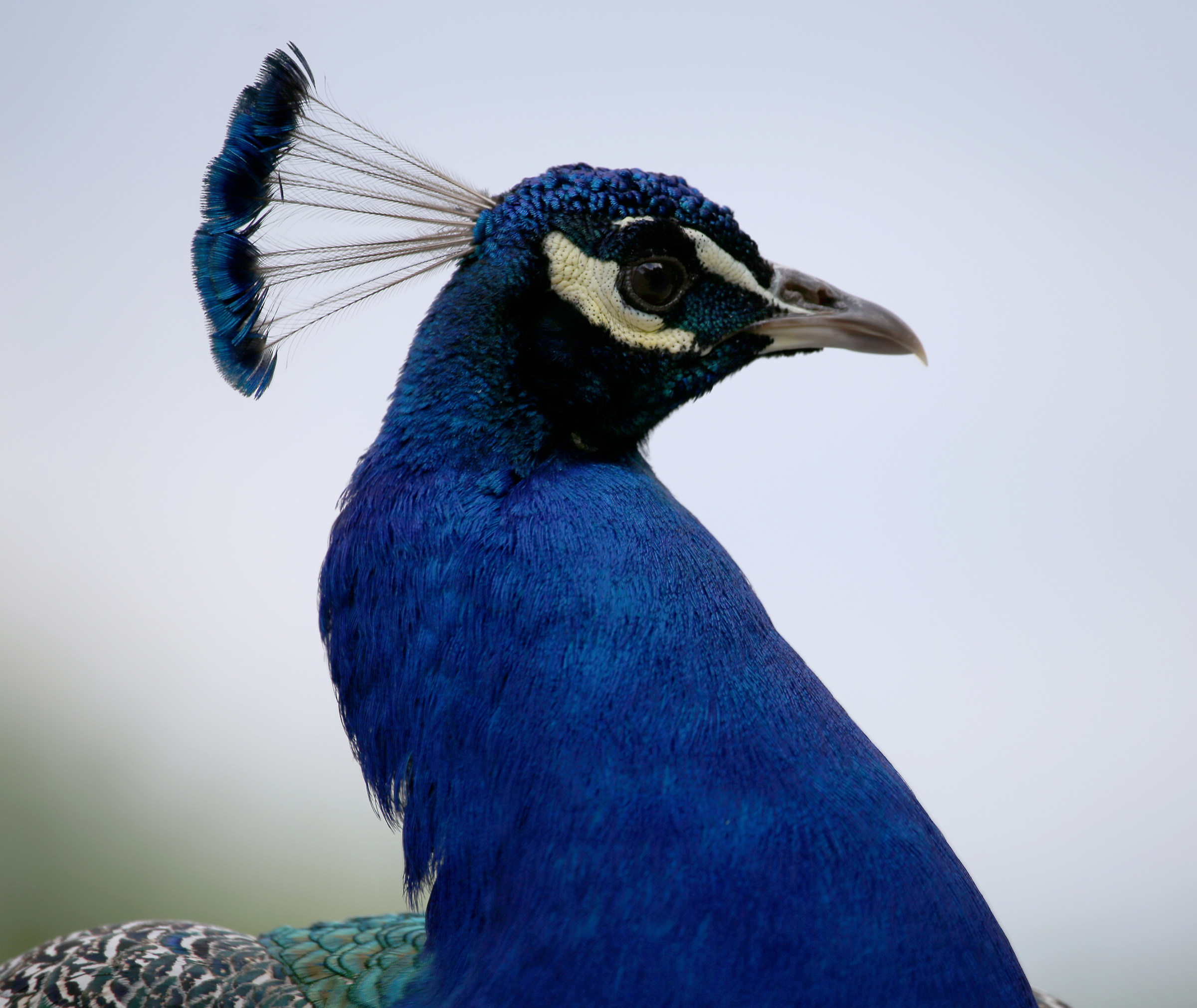 Portrait of a peacock