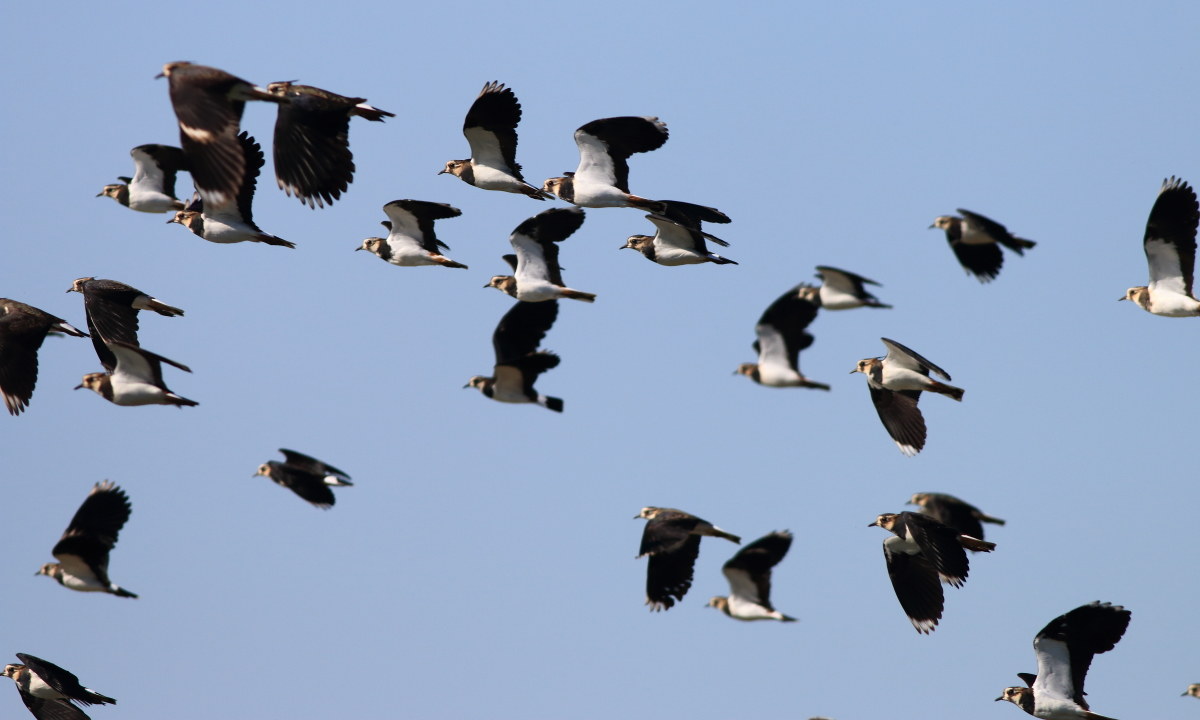 Lapwings. .