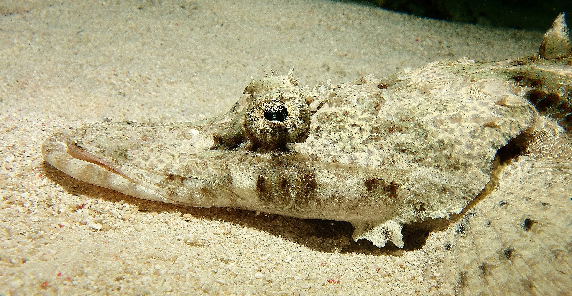 Crocodile Fish