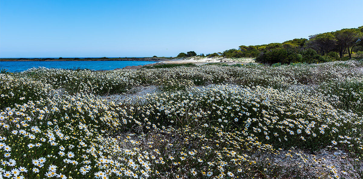 Flowers on the beach of Porto Ainu
