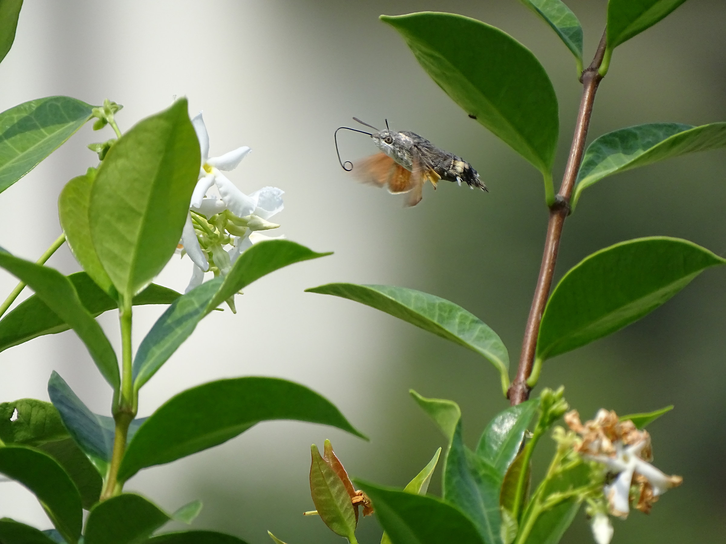 Rifornimento in volo!
