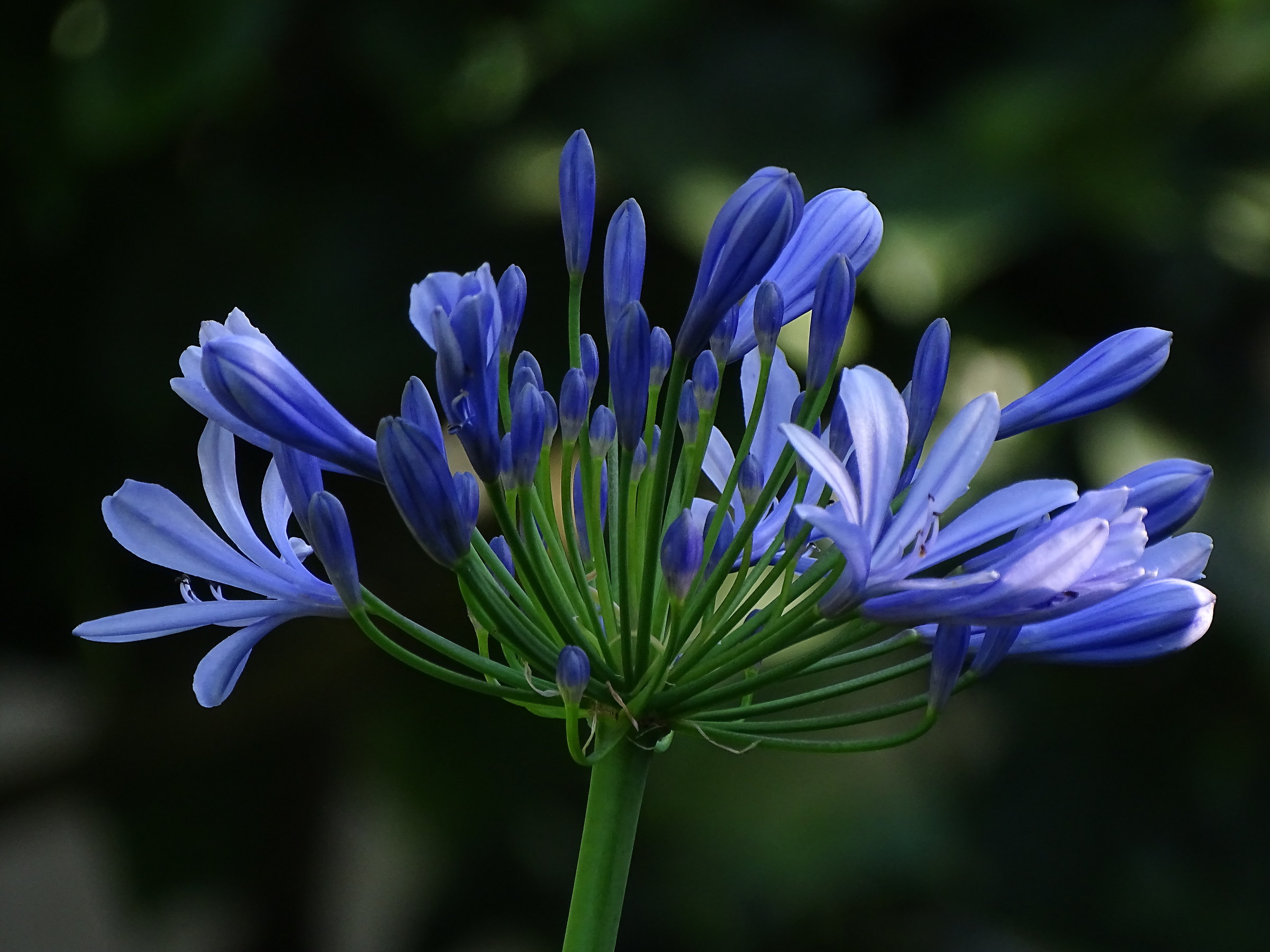 Agapanthus