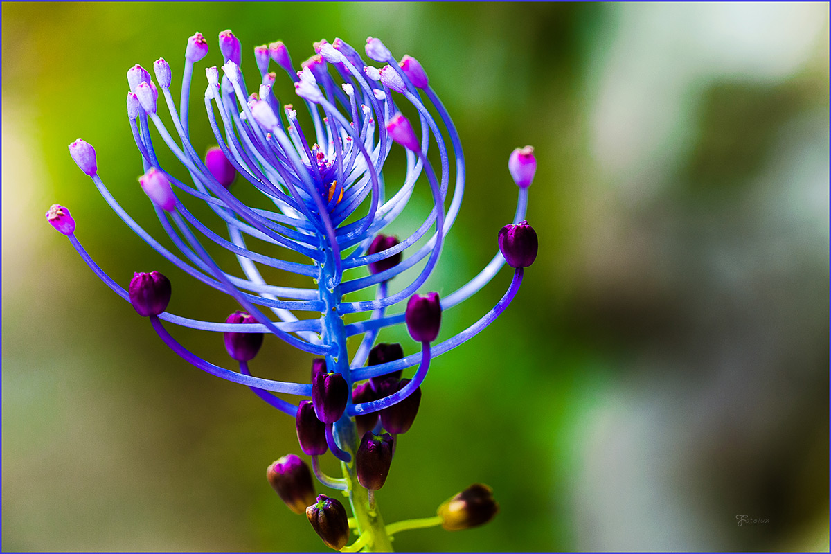 Muscari comosum, Cipollaccio o Lampascione