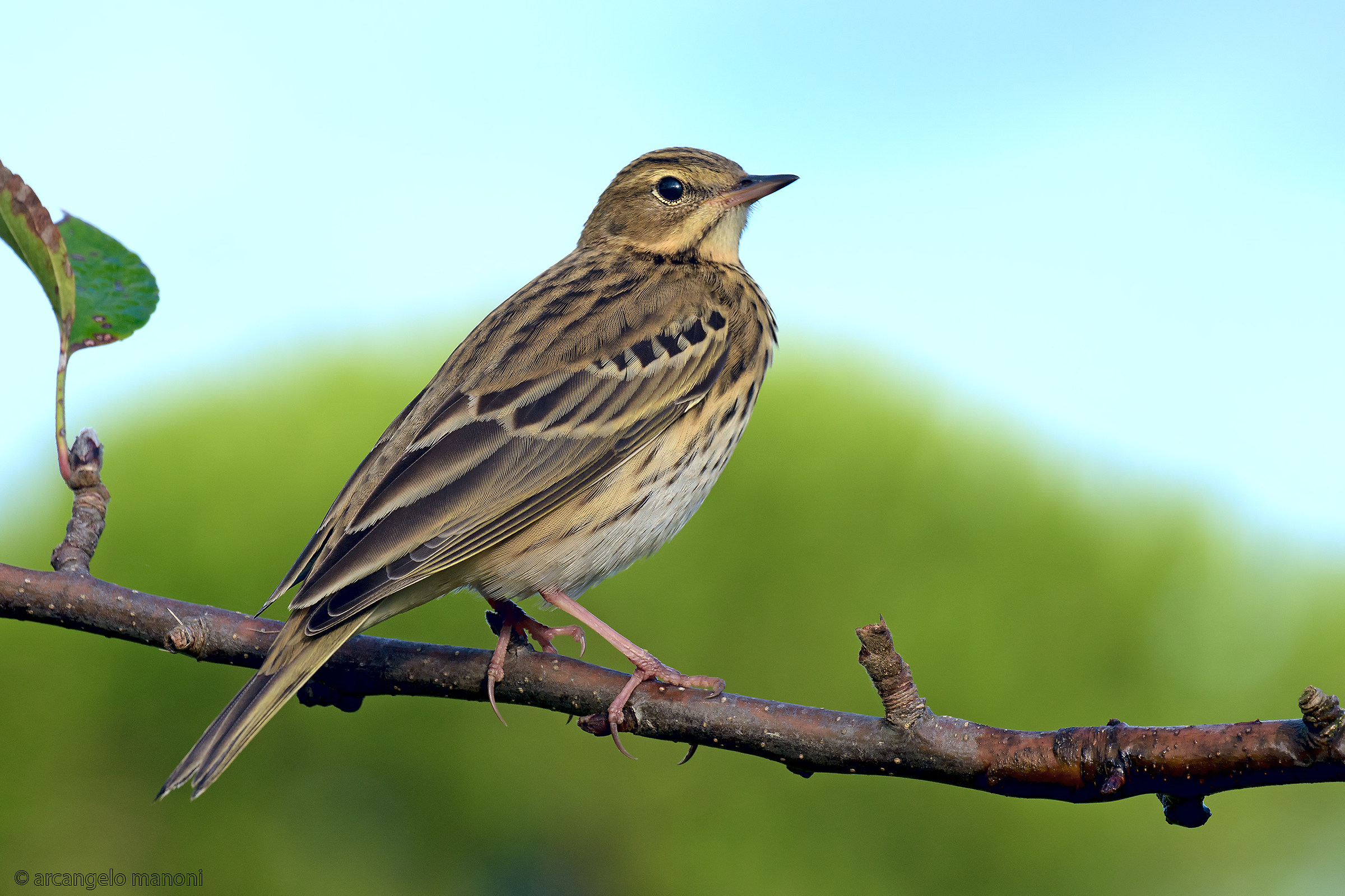 Anthus trivialis