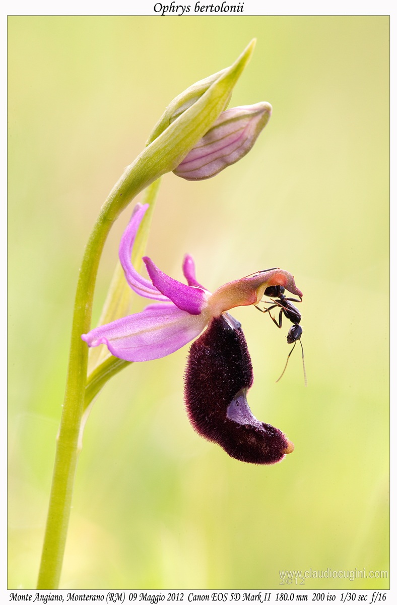 Ophrys bertolonii