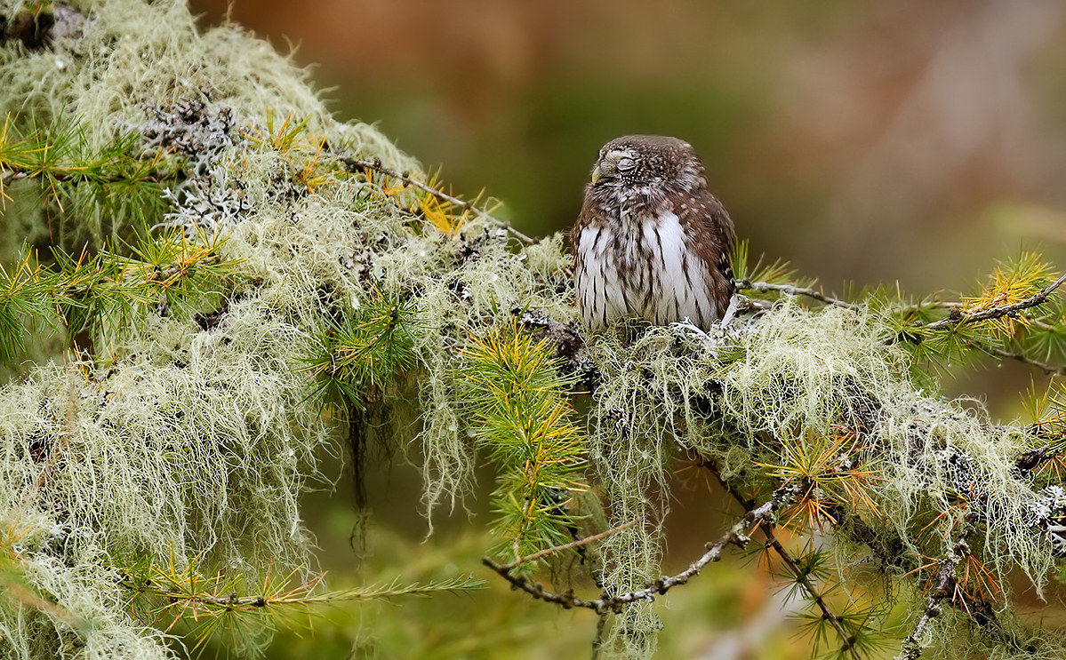 Civetta nana in autunno