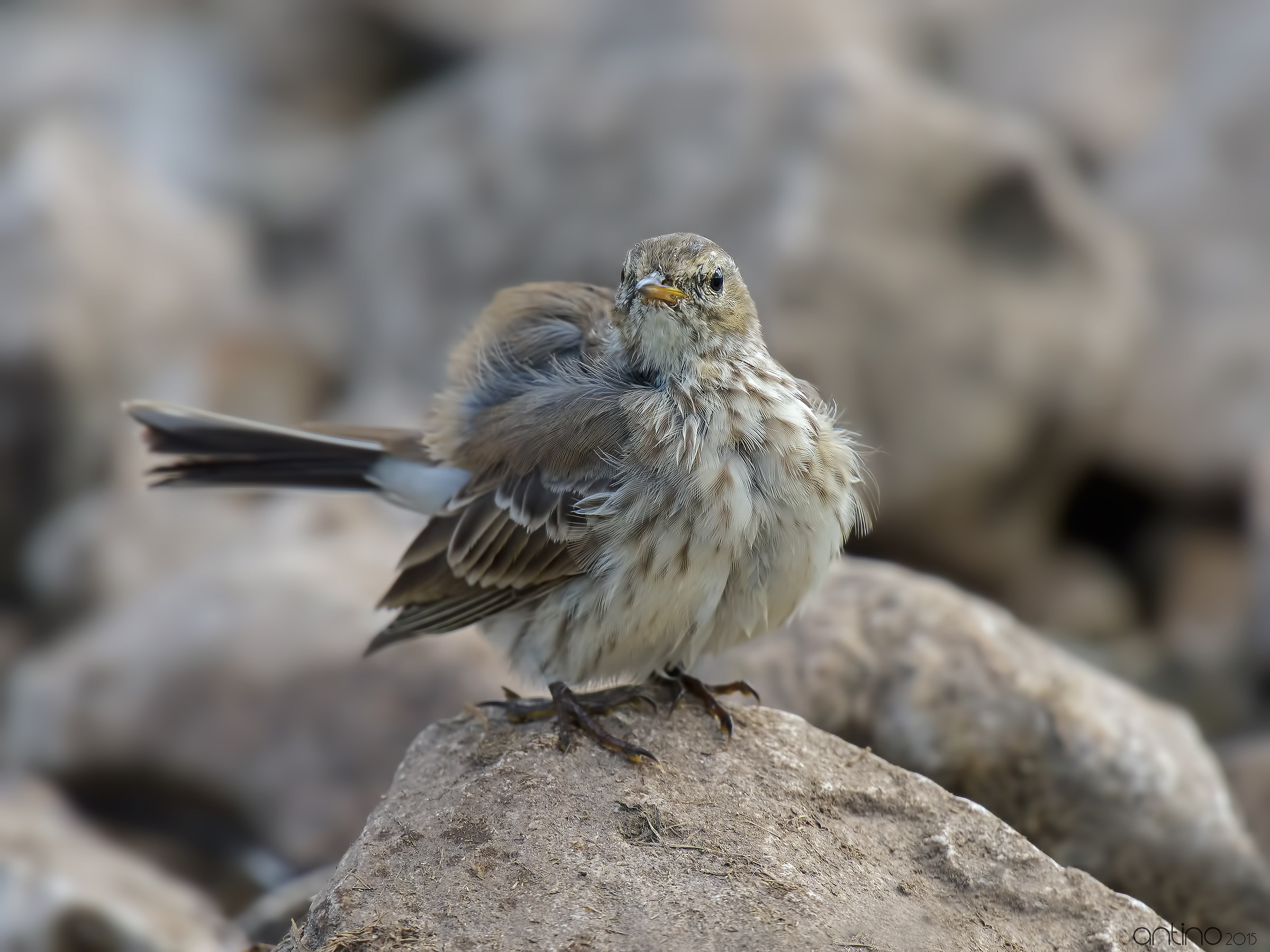 Spioncello spettinato
