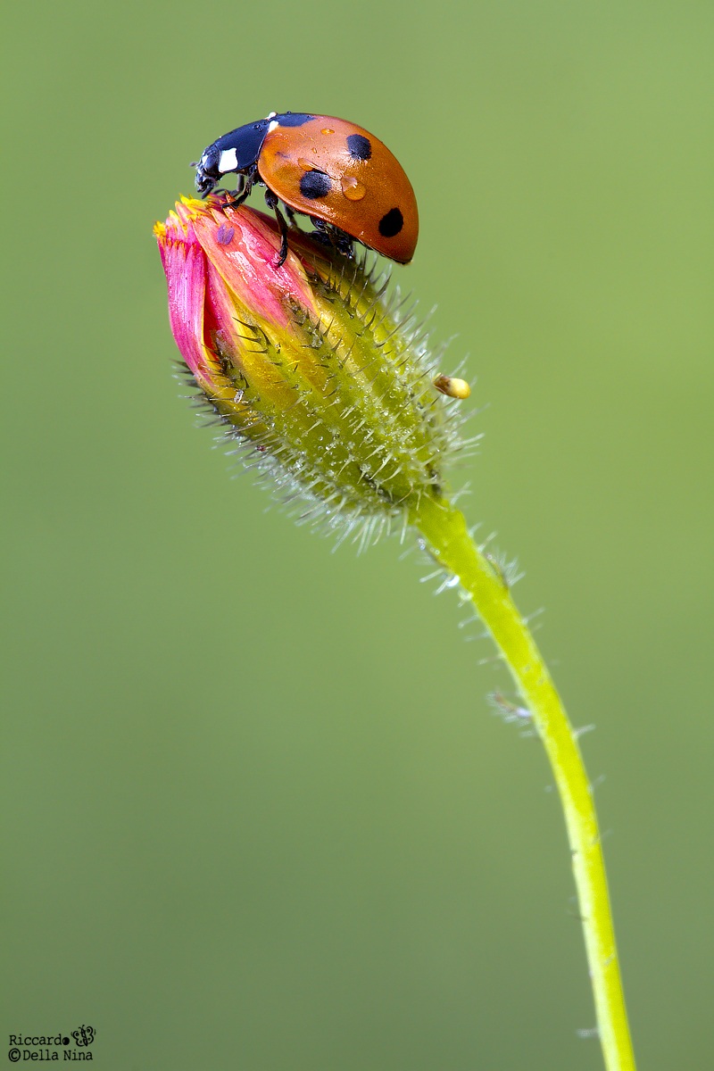 This is a ladybug