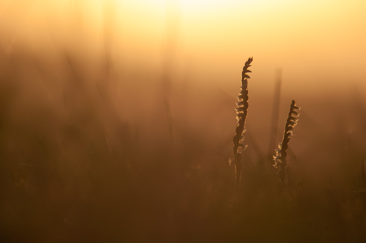 Alba with Spiranthes spirales