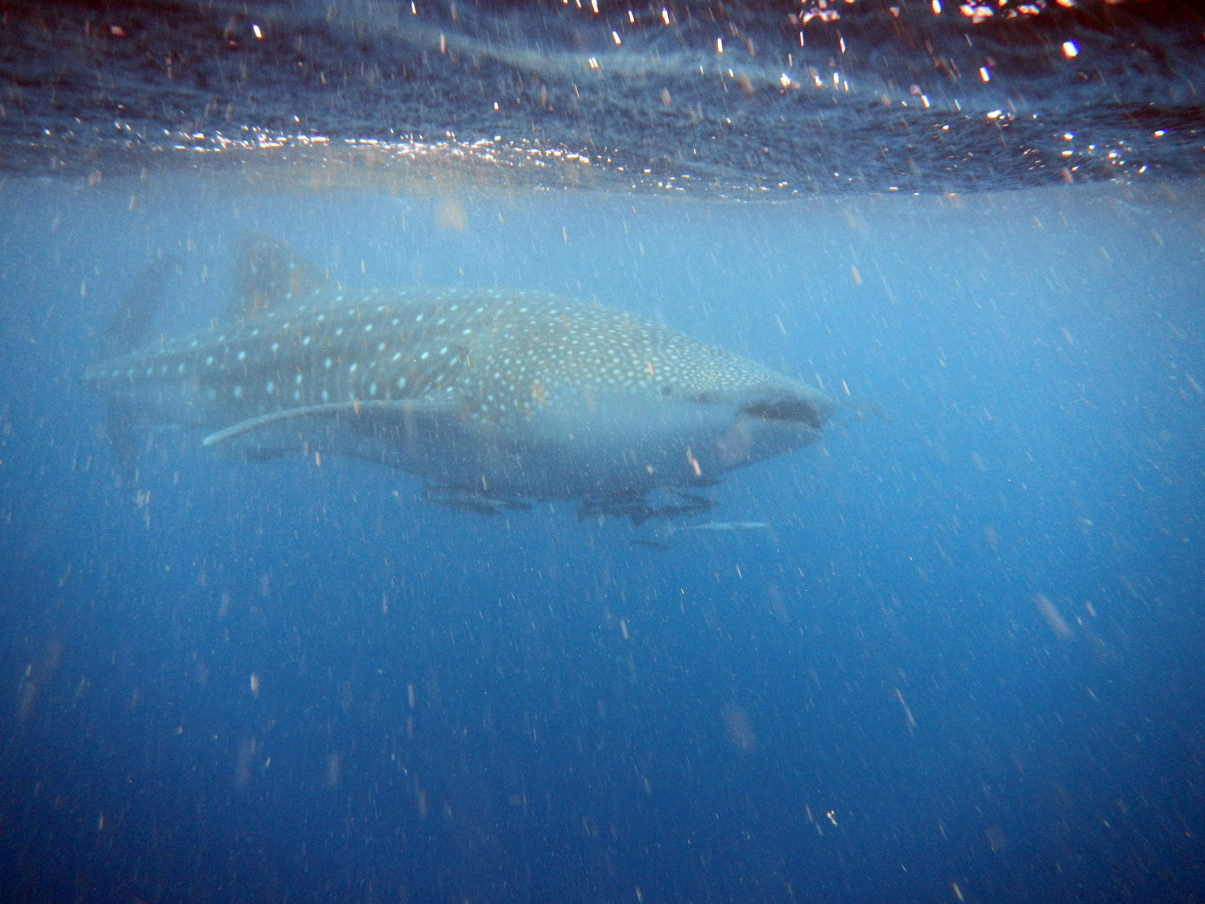 swimming with the whale shark