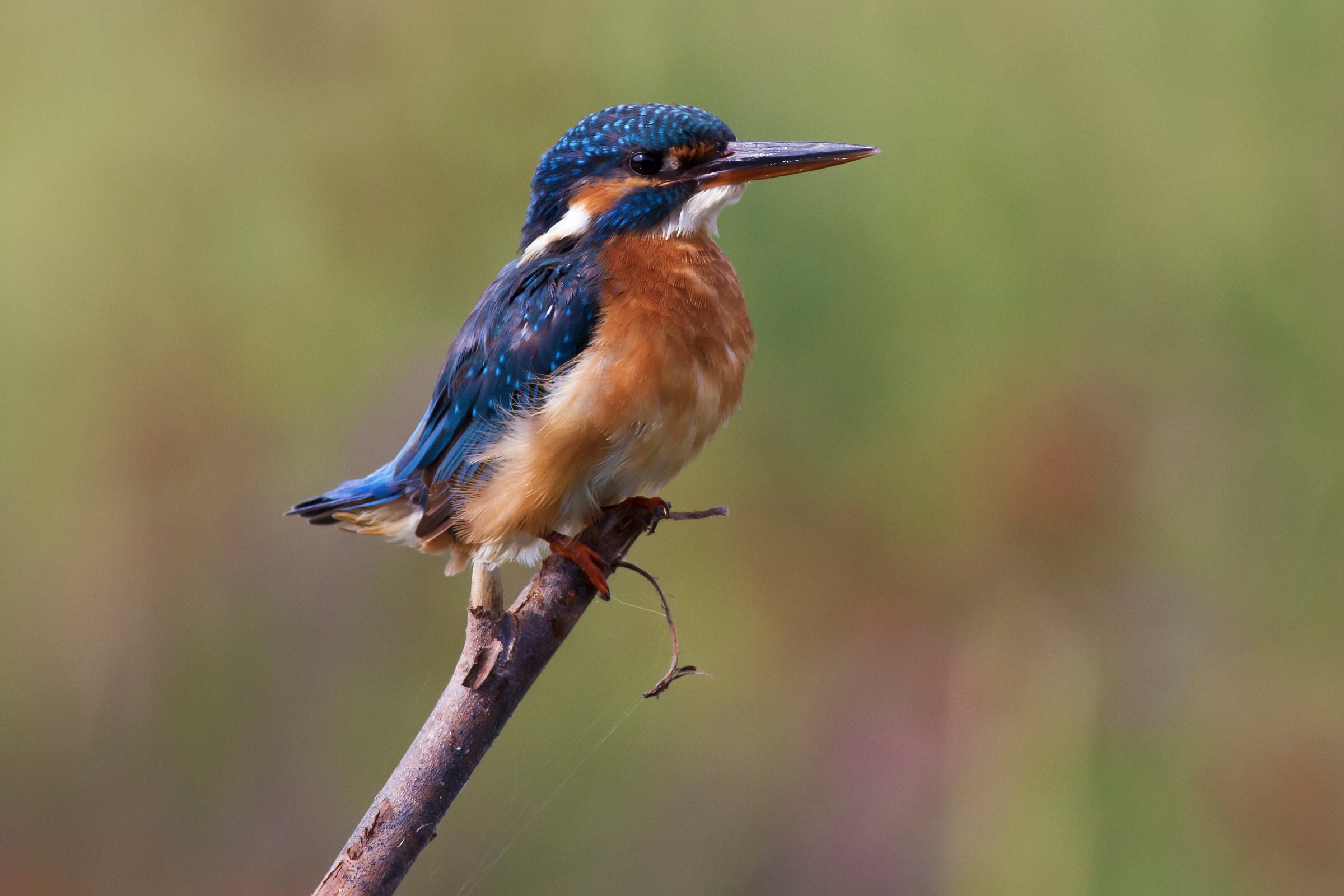 Martin pescatore alcedo atthis