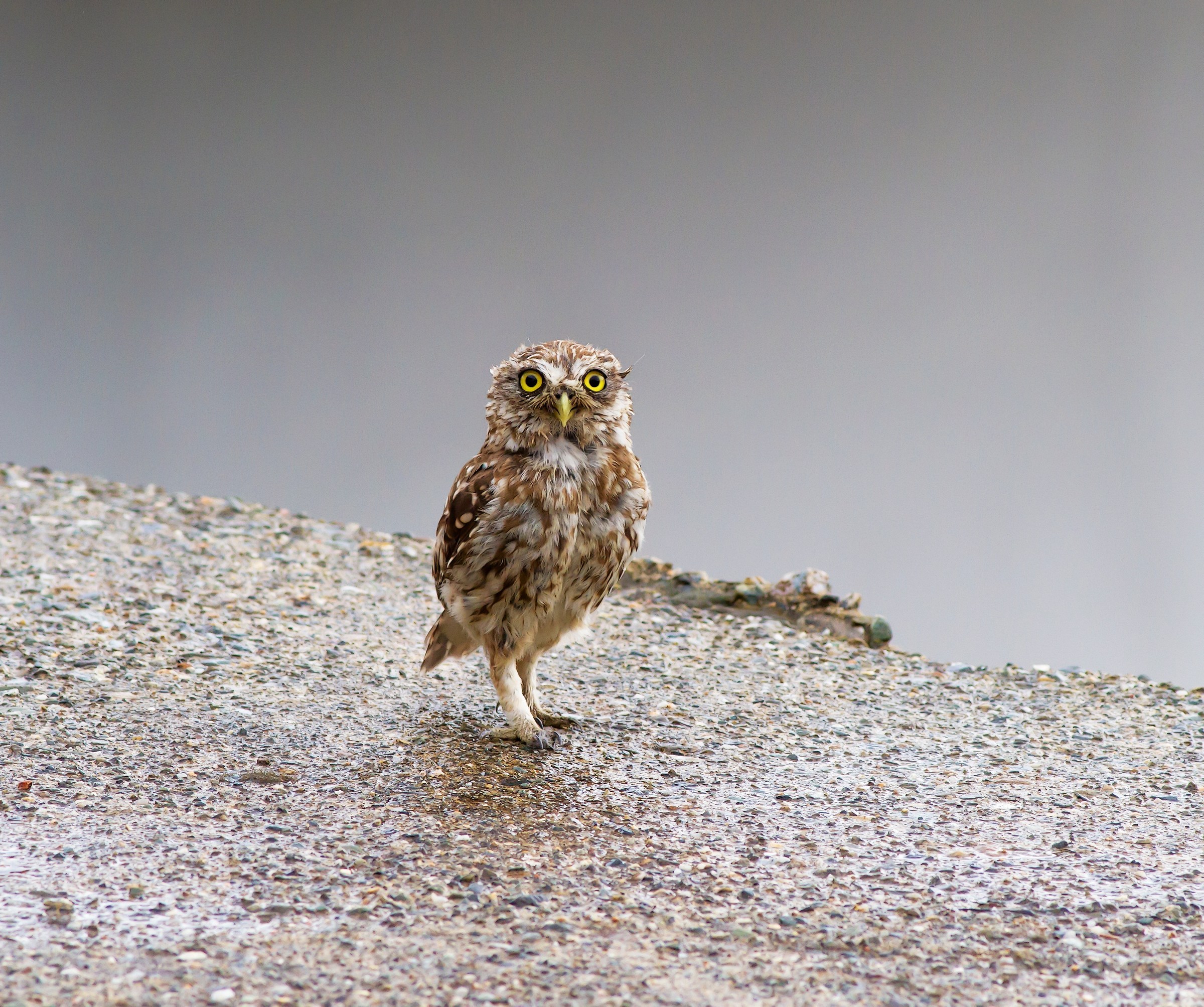 Civetta  Athene noctua