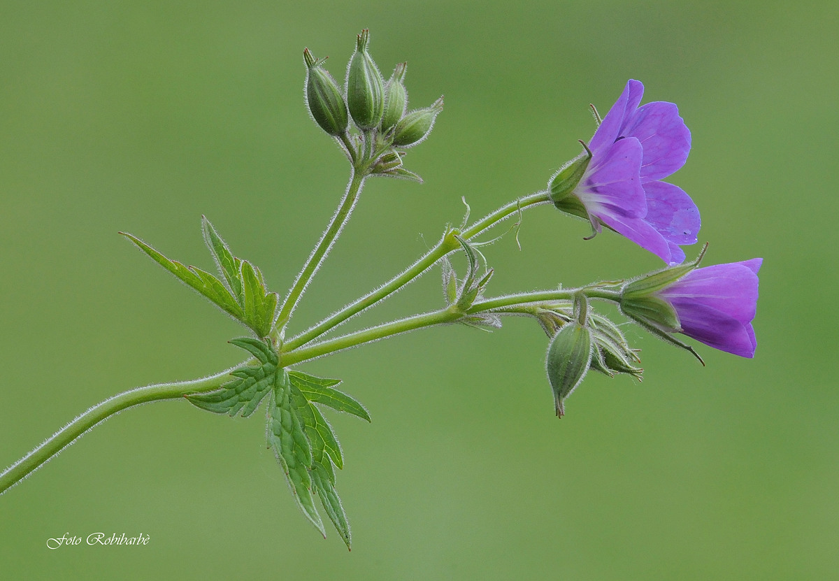 Un geranio spontaneo...