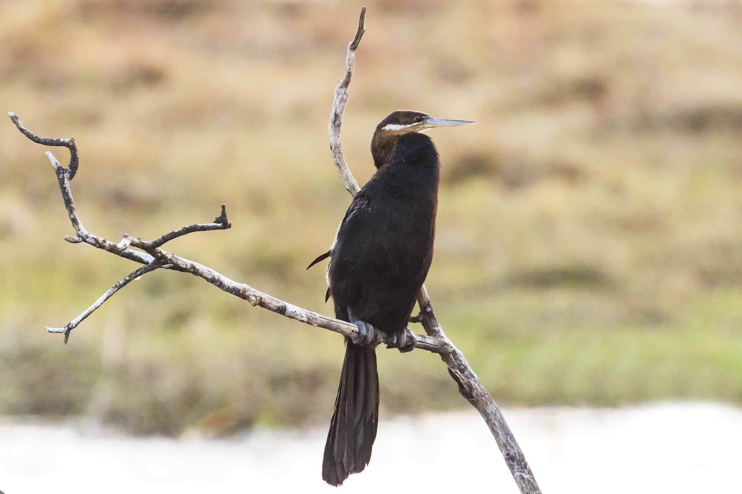 African Darter