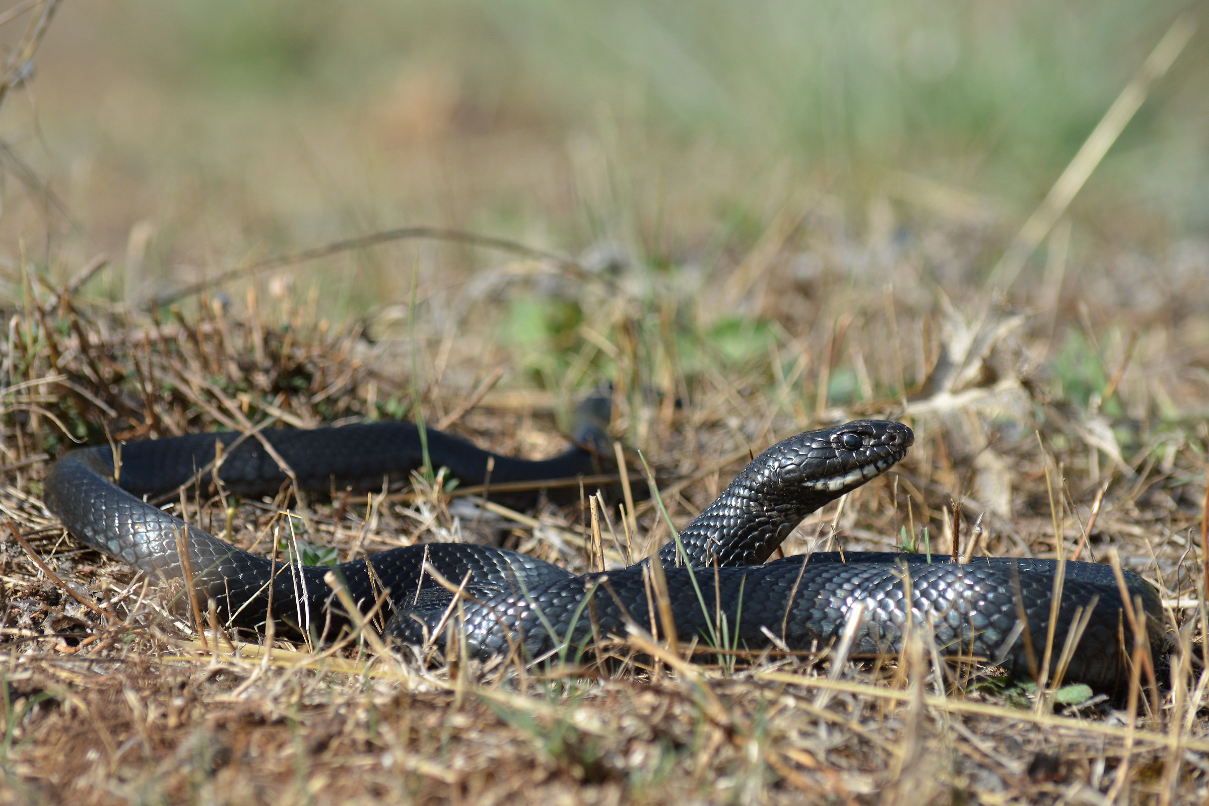 Rat snake - green whip snake