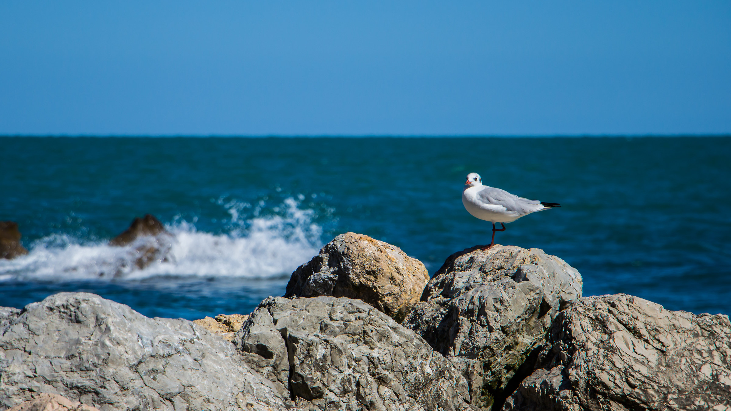 Seagull on the rocks