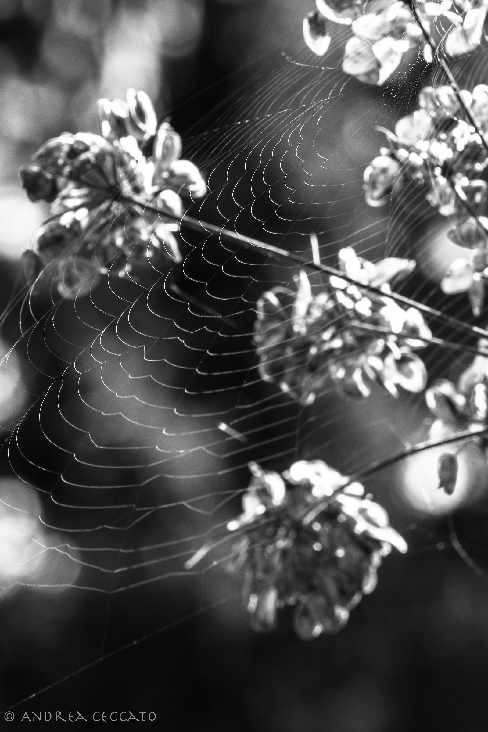 Bw cobweb