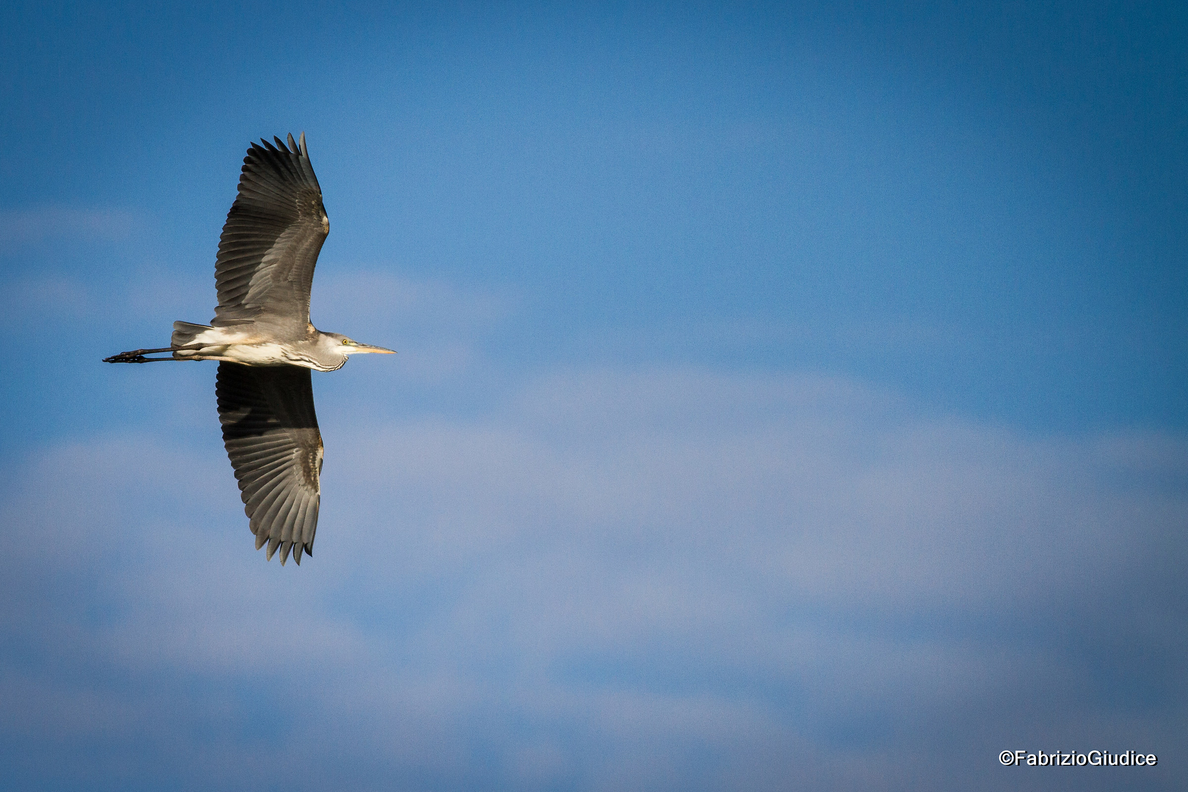 Grey Heron - Ardea cinerea