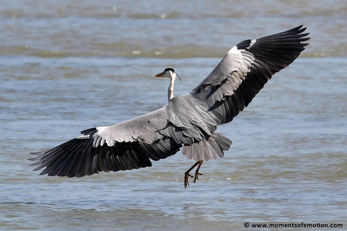Grey Heron taking off