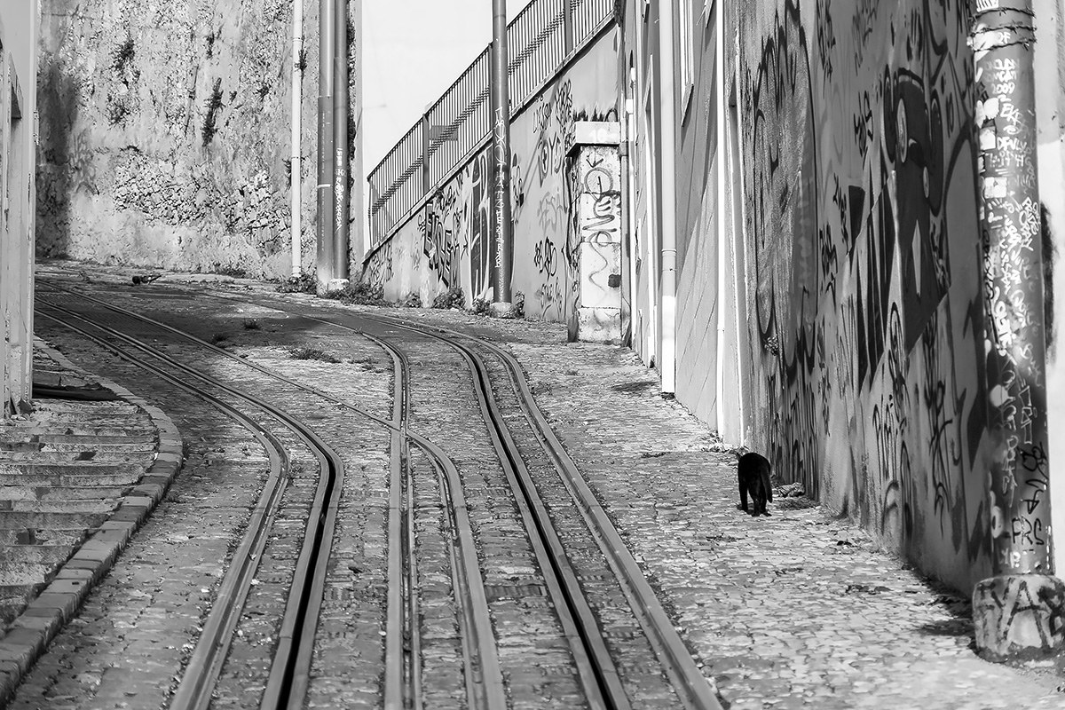 Solitary cat in the streets of Lisbon