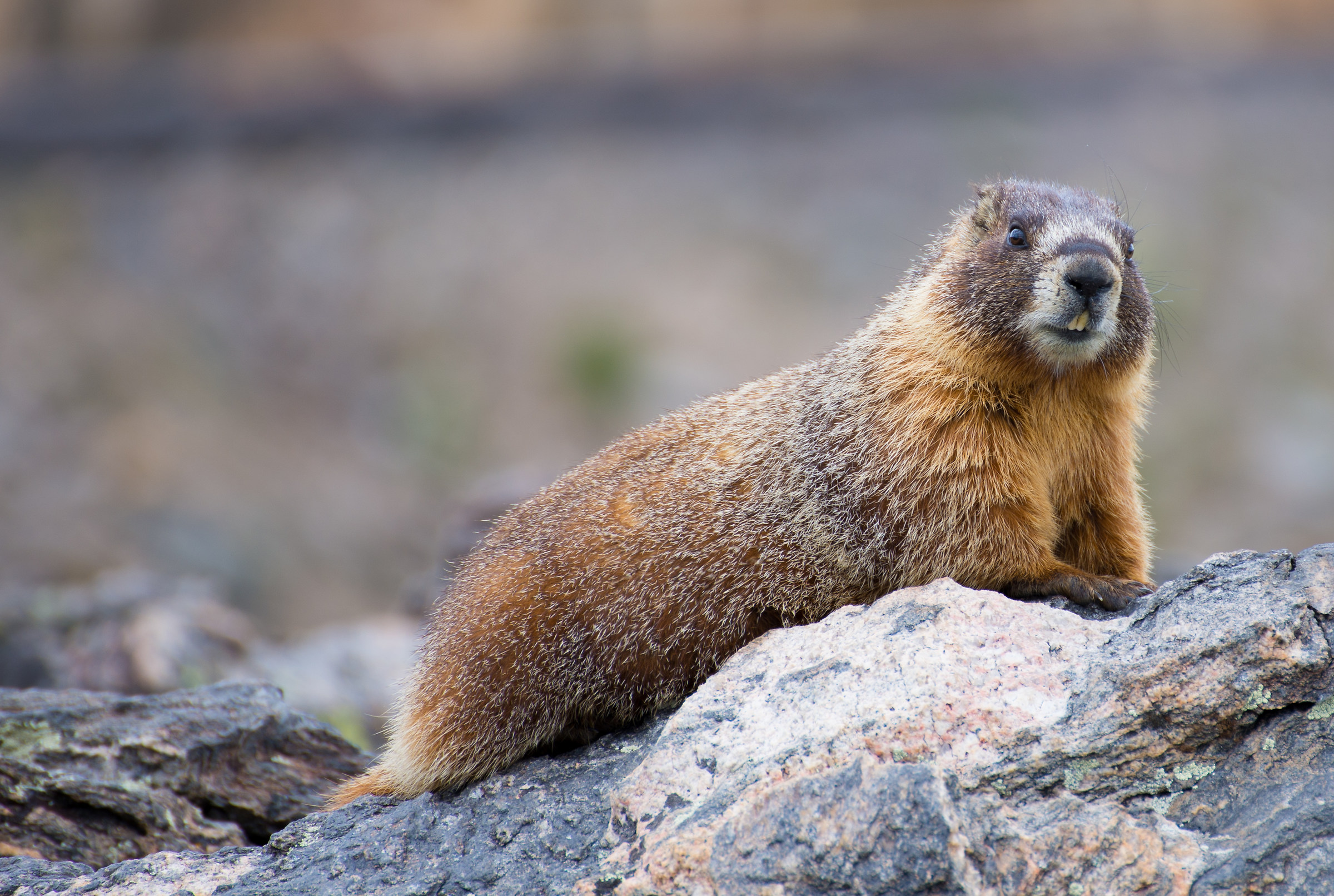 Marmotta (rocky mountain Colorado)
