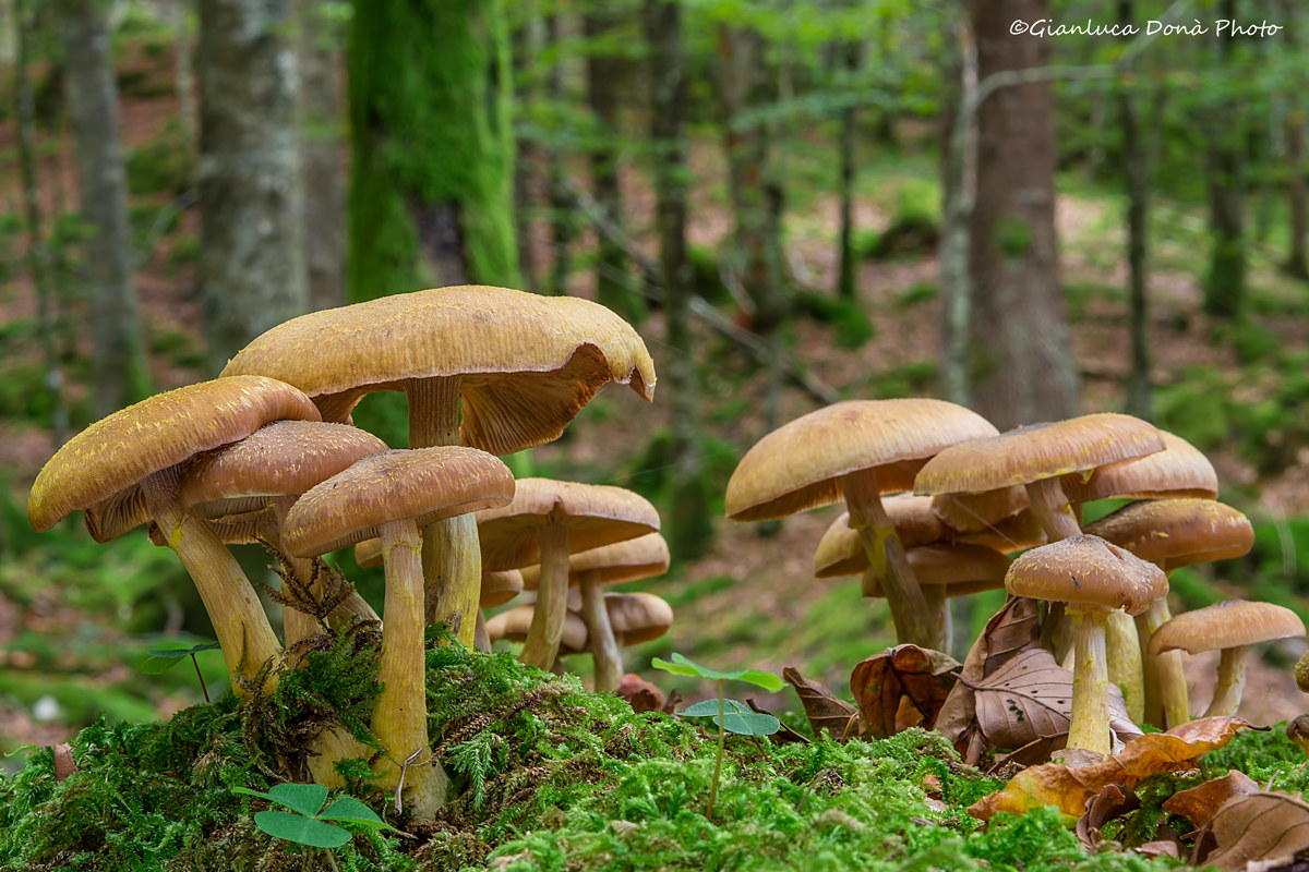 Armillaria gallica Marxm. & Romagn. 1987