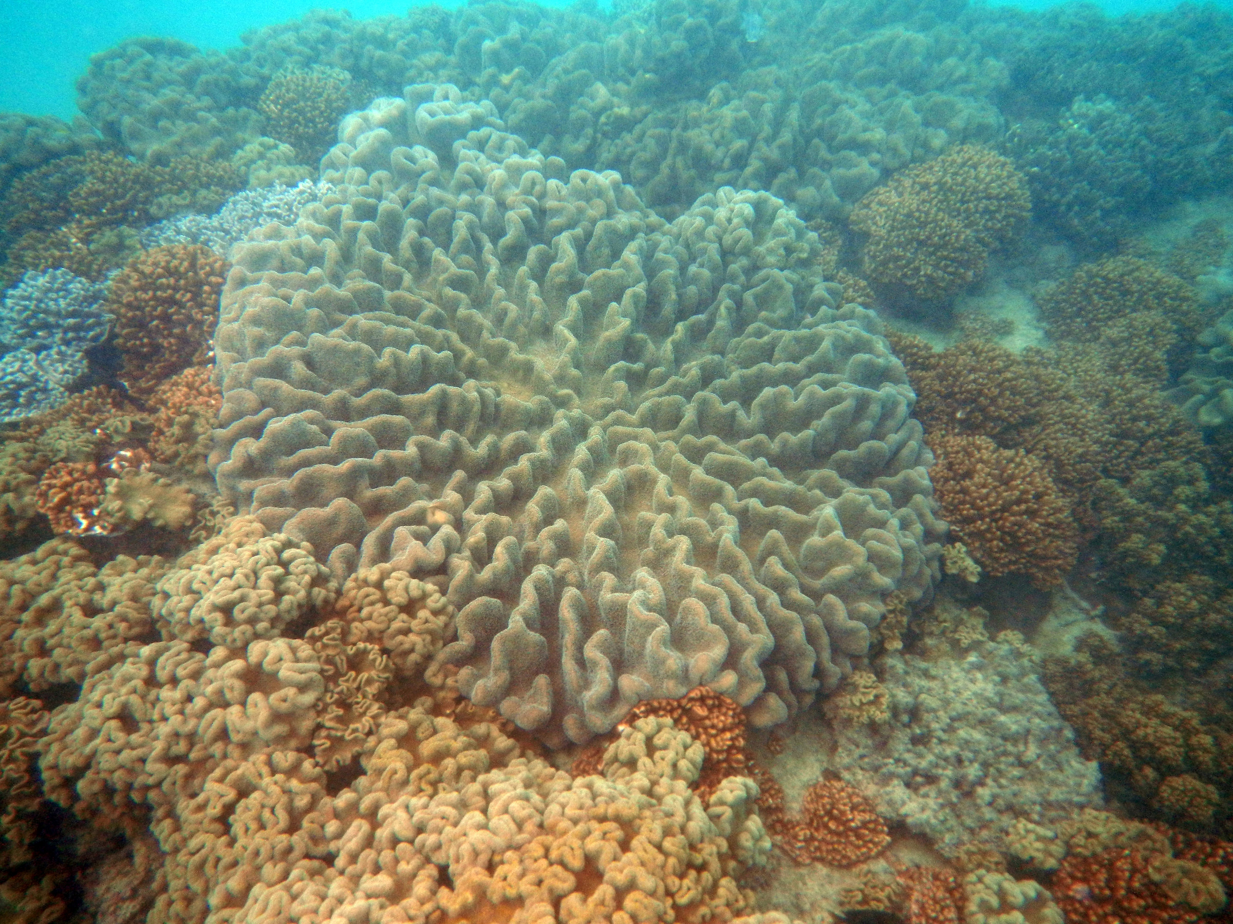 Australia. Great barier reef