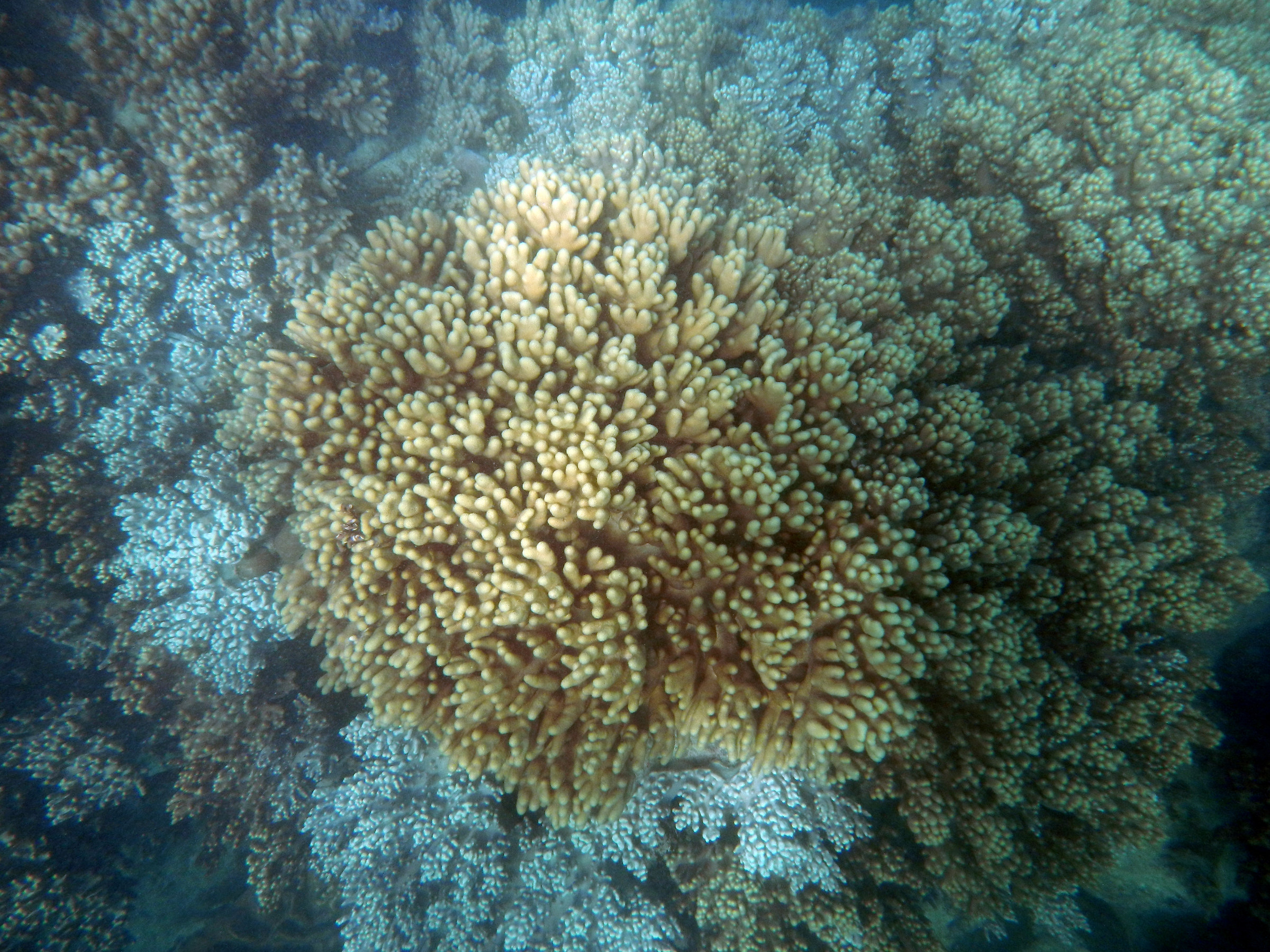 Australia. Great barier reef