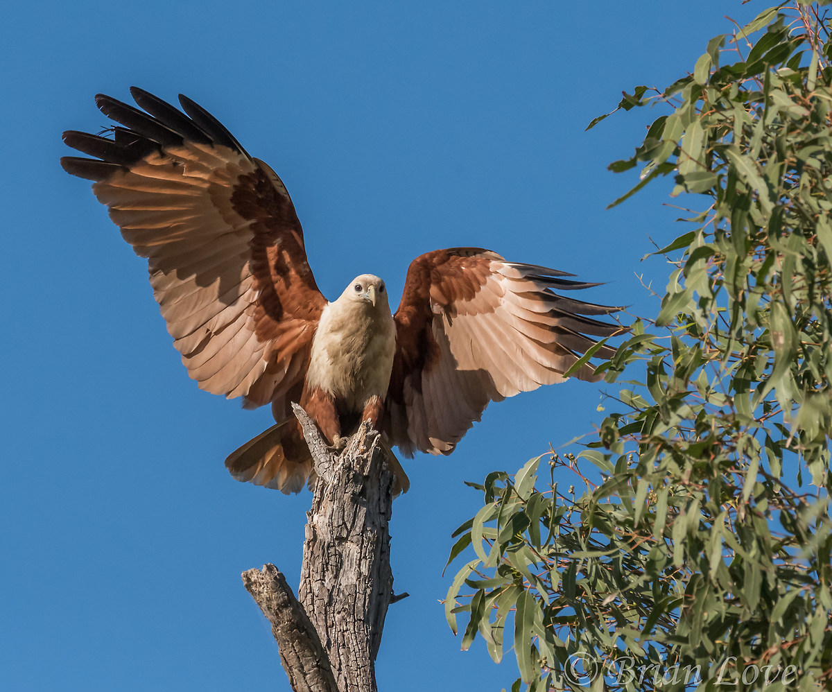 Just Landed - (Haliastur indus)