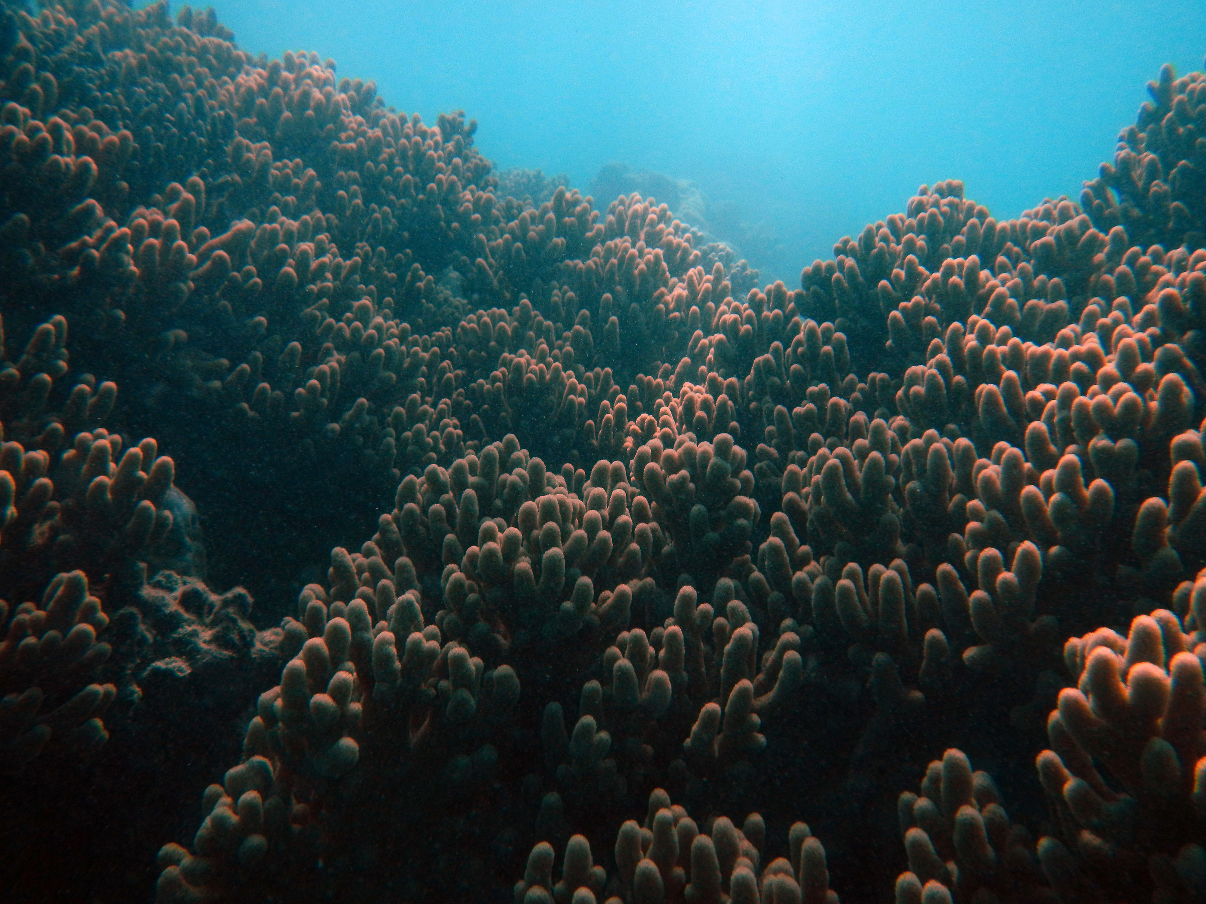 Australia. Great barier reef