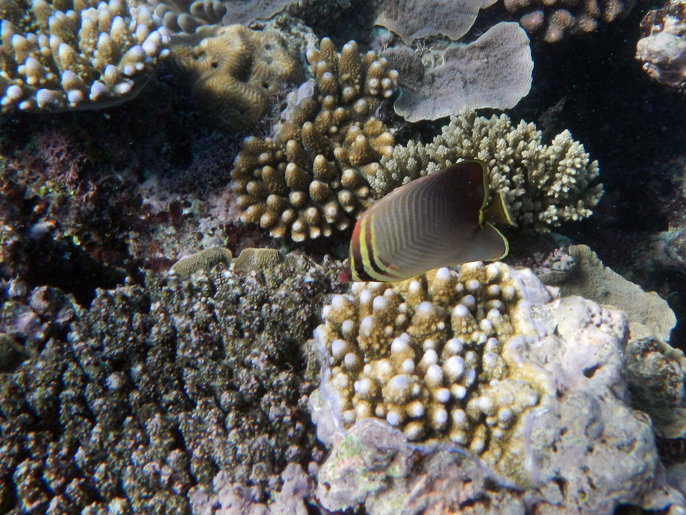 Australia. Great barier reef. Pesce angelo