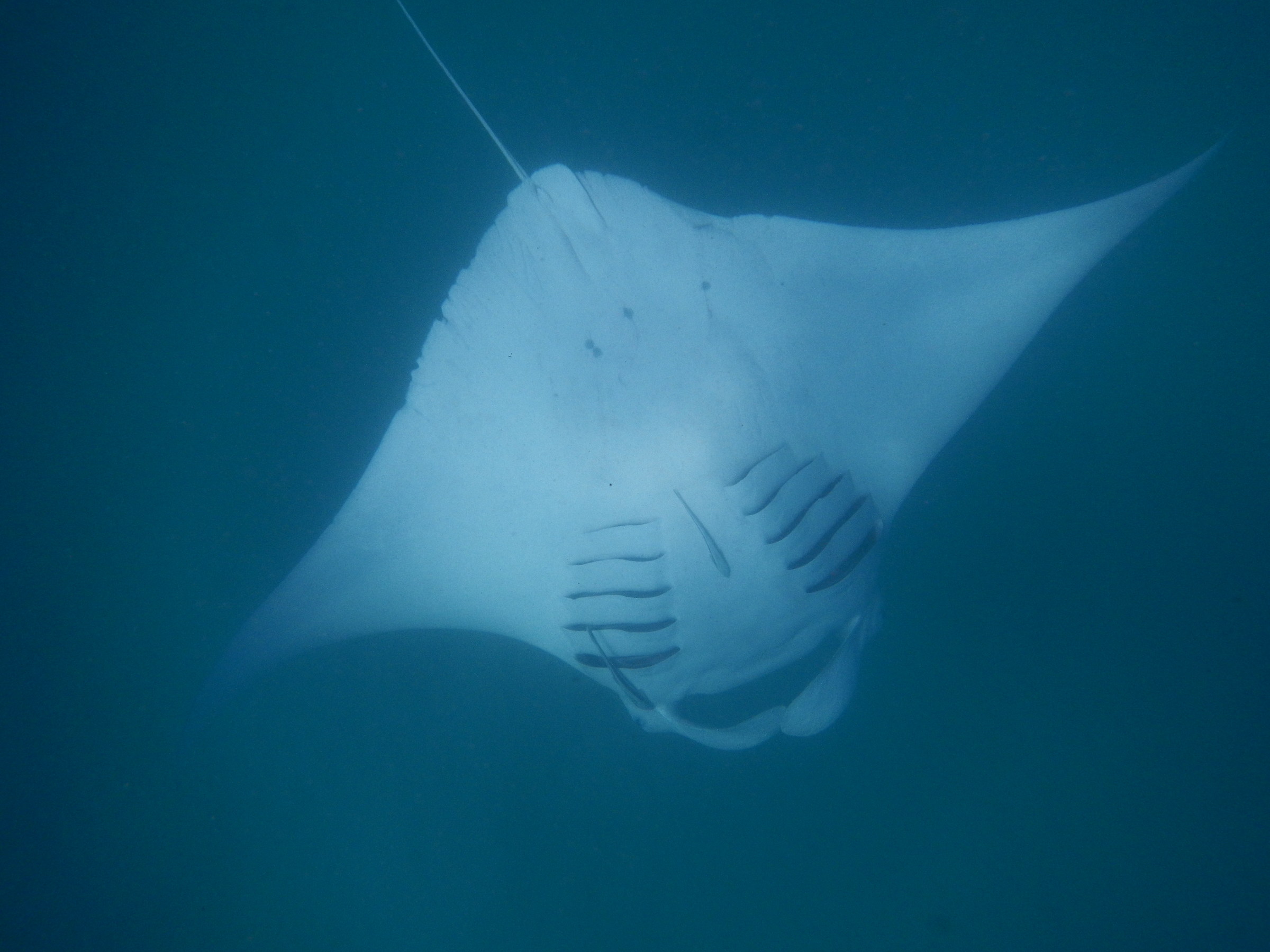 Australia. Manta gigante
