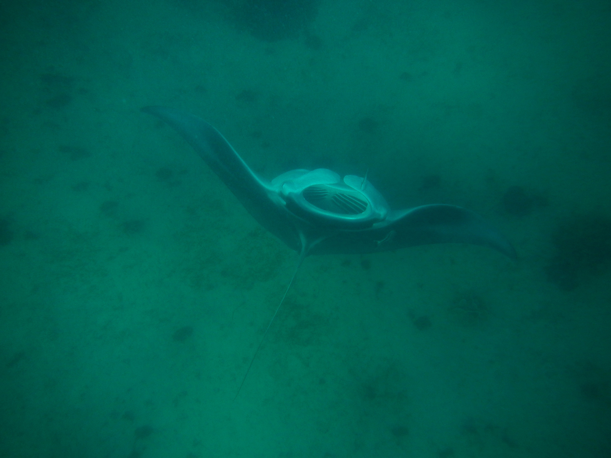 Australia. Ningaloo reef. Manta gigante