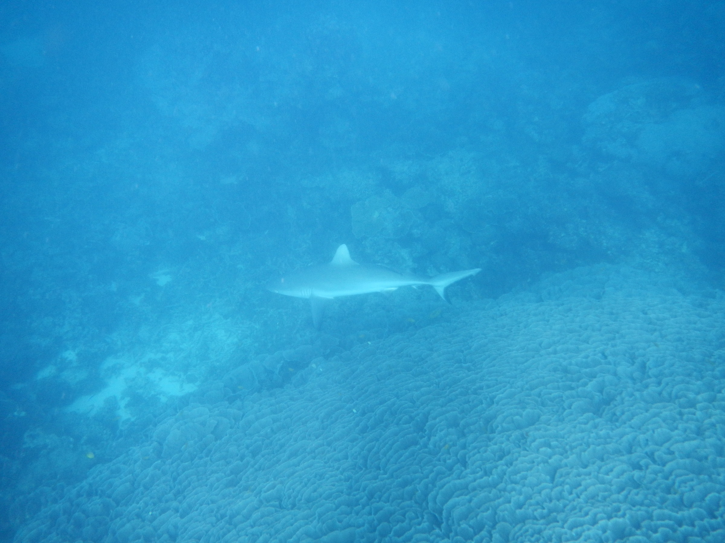 Australia. Ningaloo reef. Squalo grigio