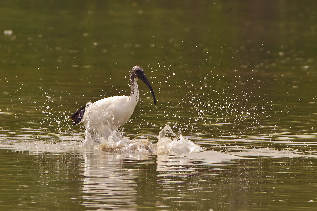 Sacred Ibis