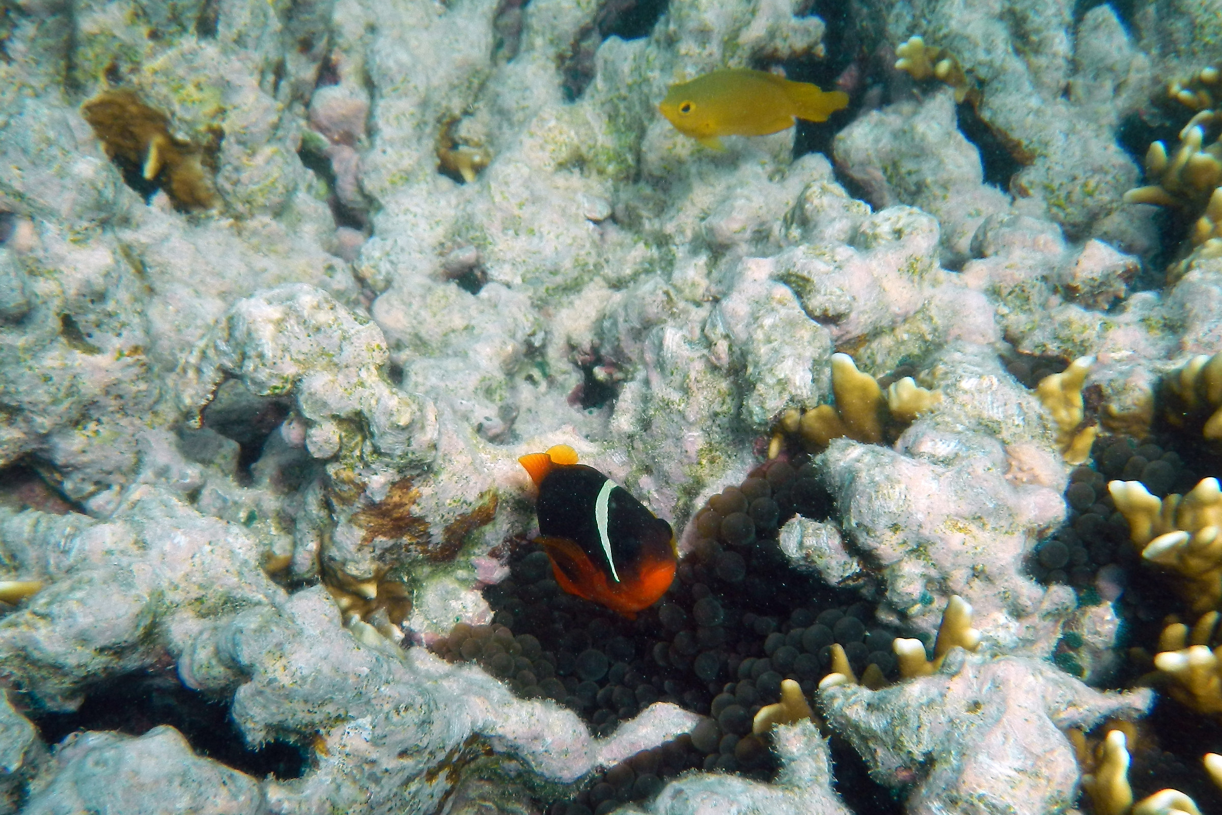 Australia. Ningaloo reef. Black anemone fish