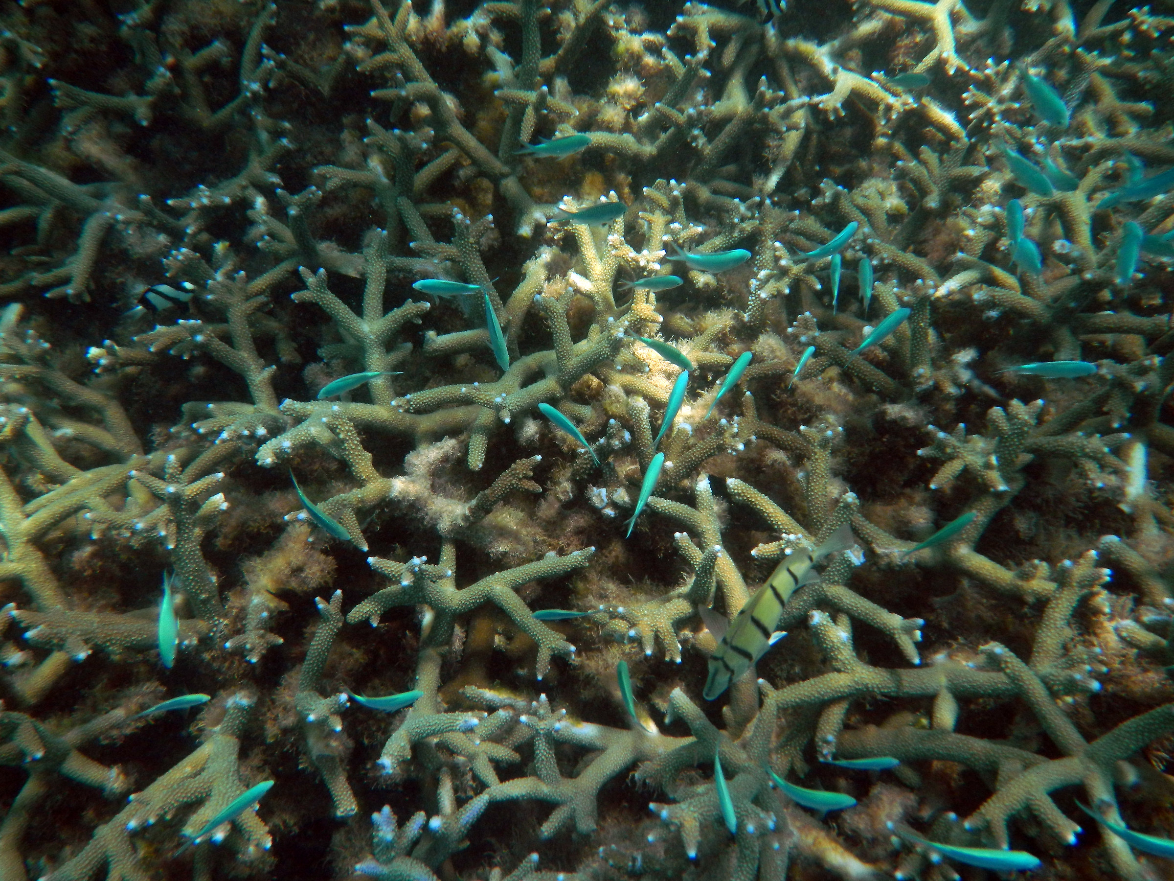 Australia. Ningaloo reef.