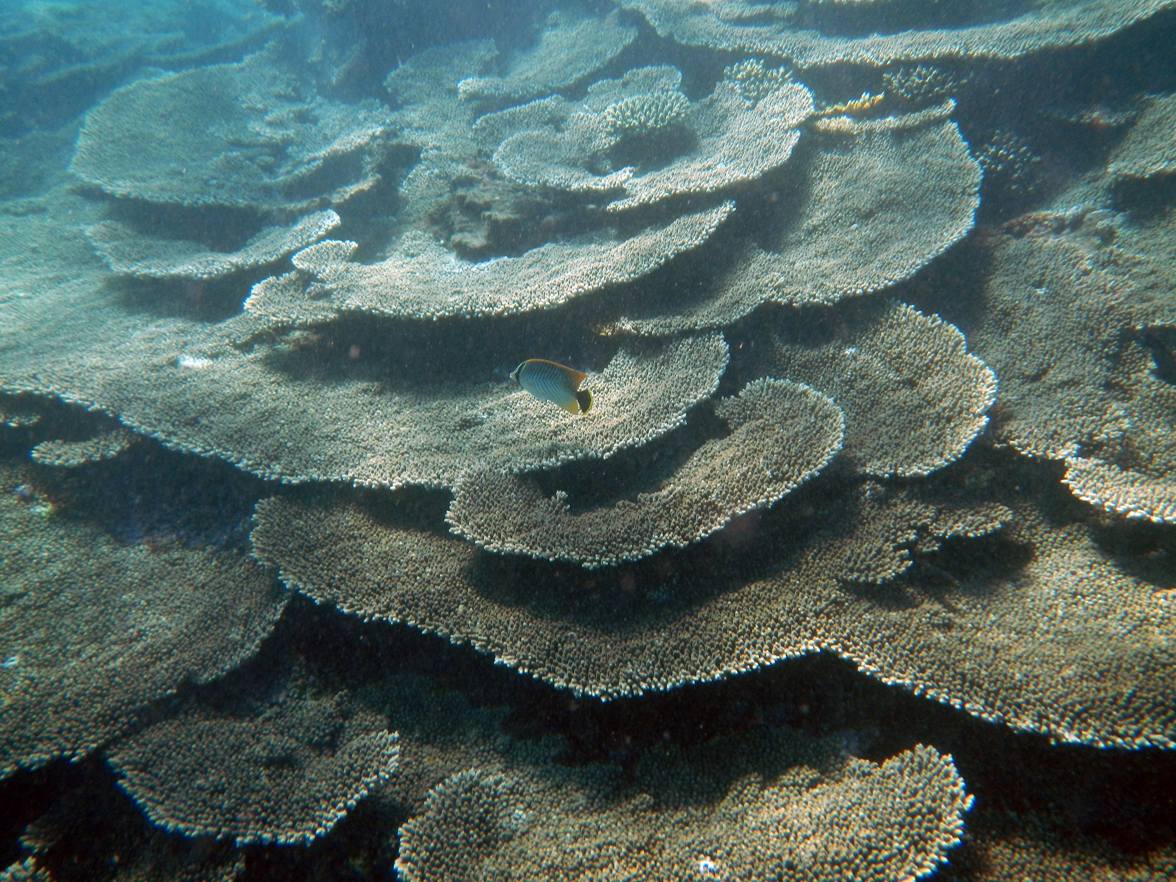 Australia. Ningaloo reef.
