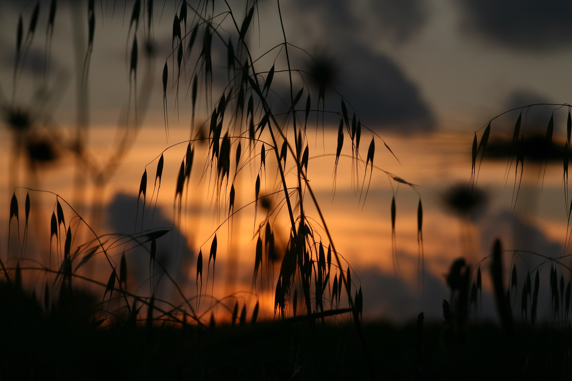 Siluette al crepuscolo