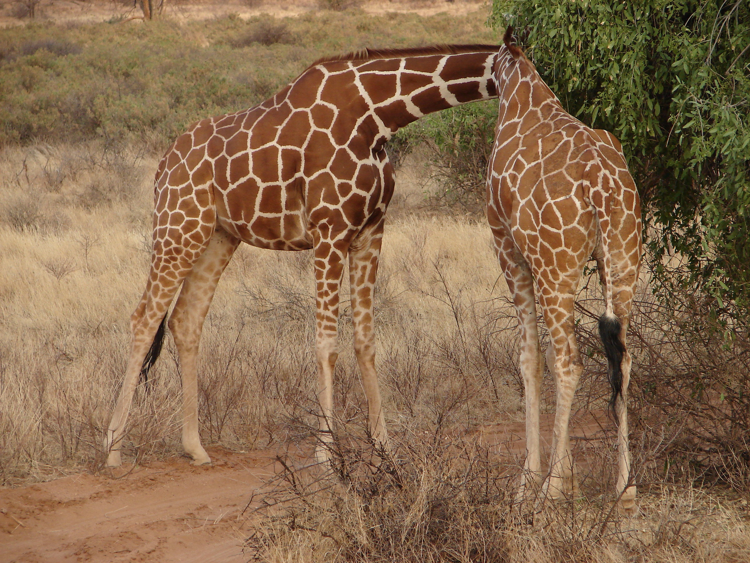abbiamo perso la testa