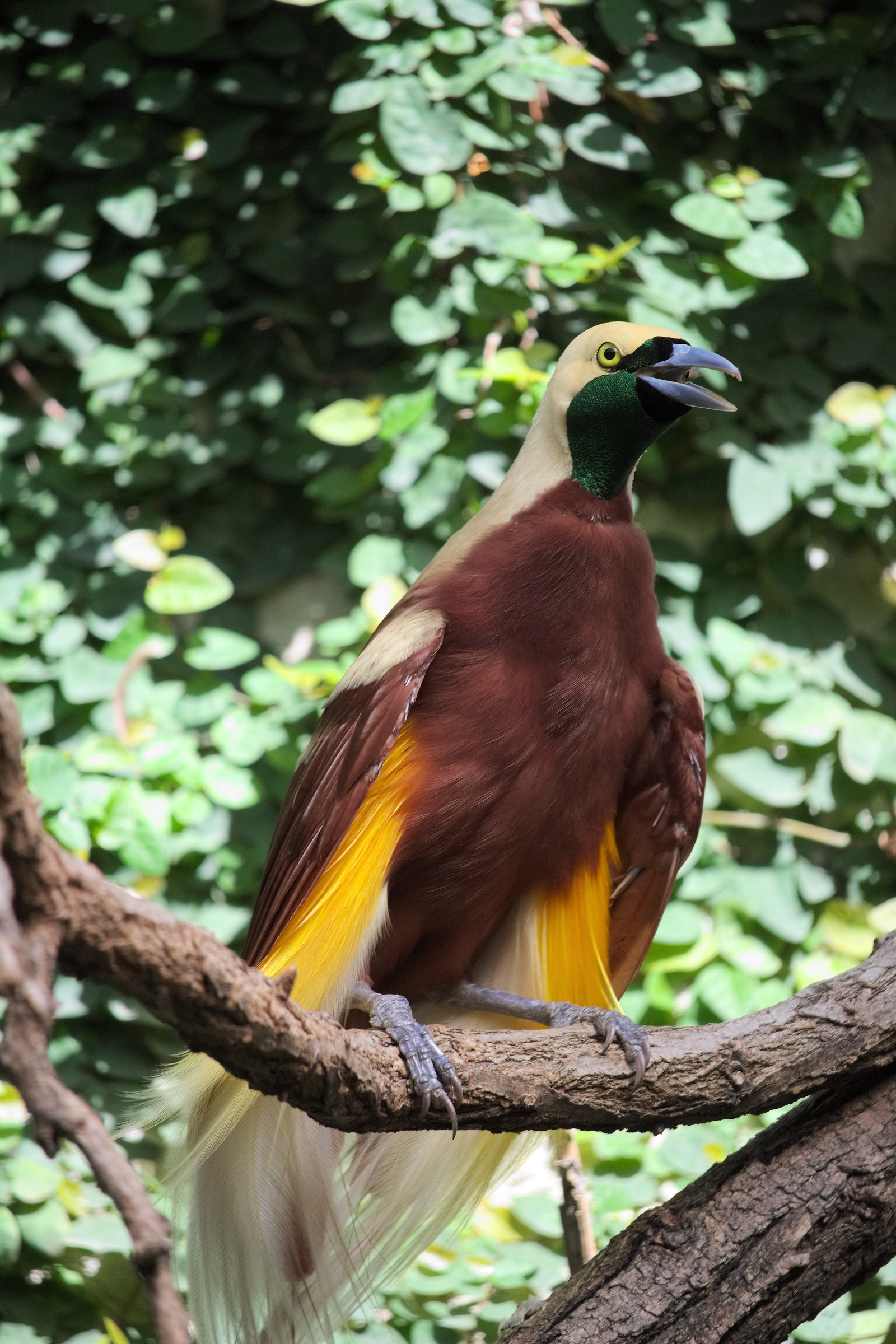 Uccello del paradiso