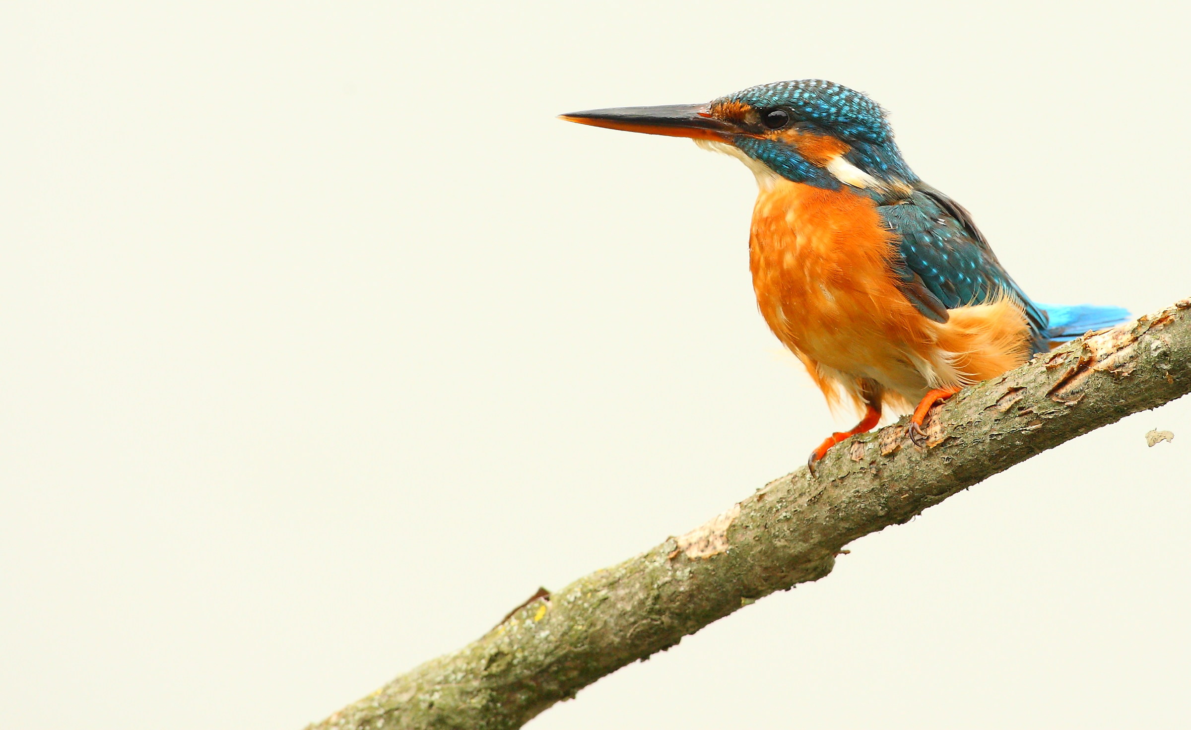 I dive beak but nothing ...