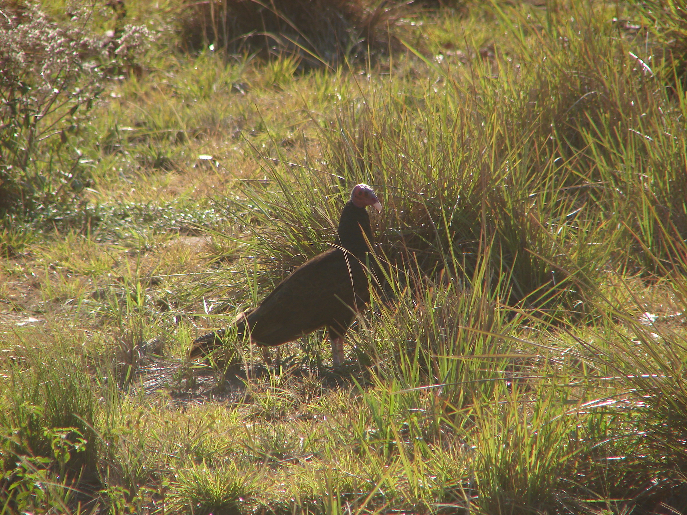 scusate ma mi scappa...